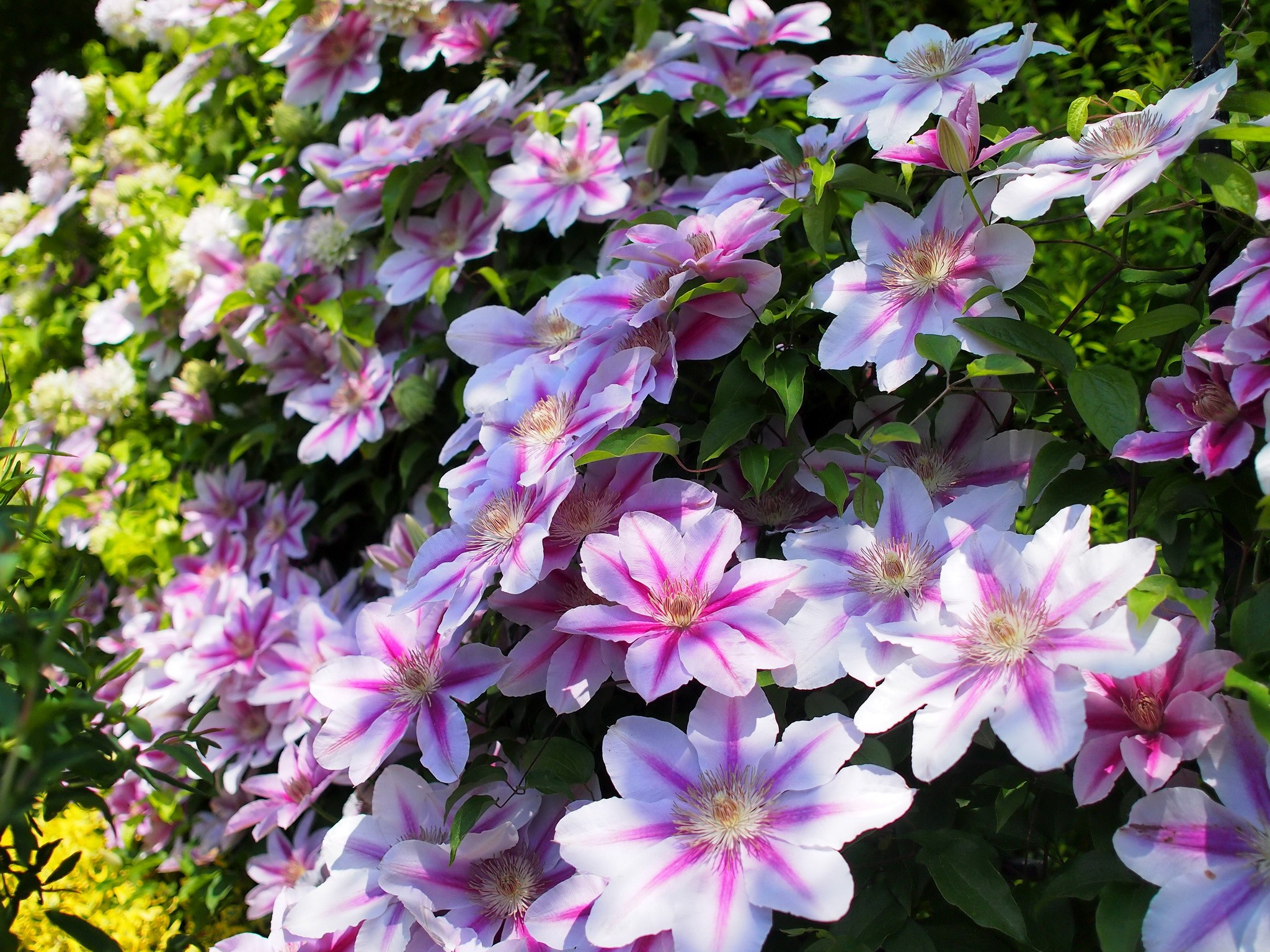 Pink and white clematis flowers blooming on a vine HD Wallpaper