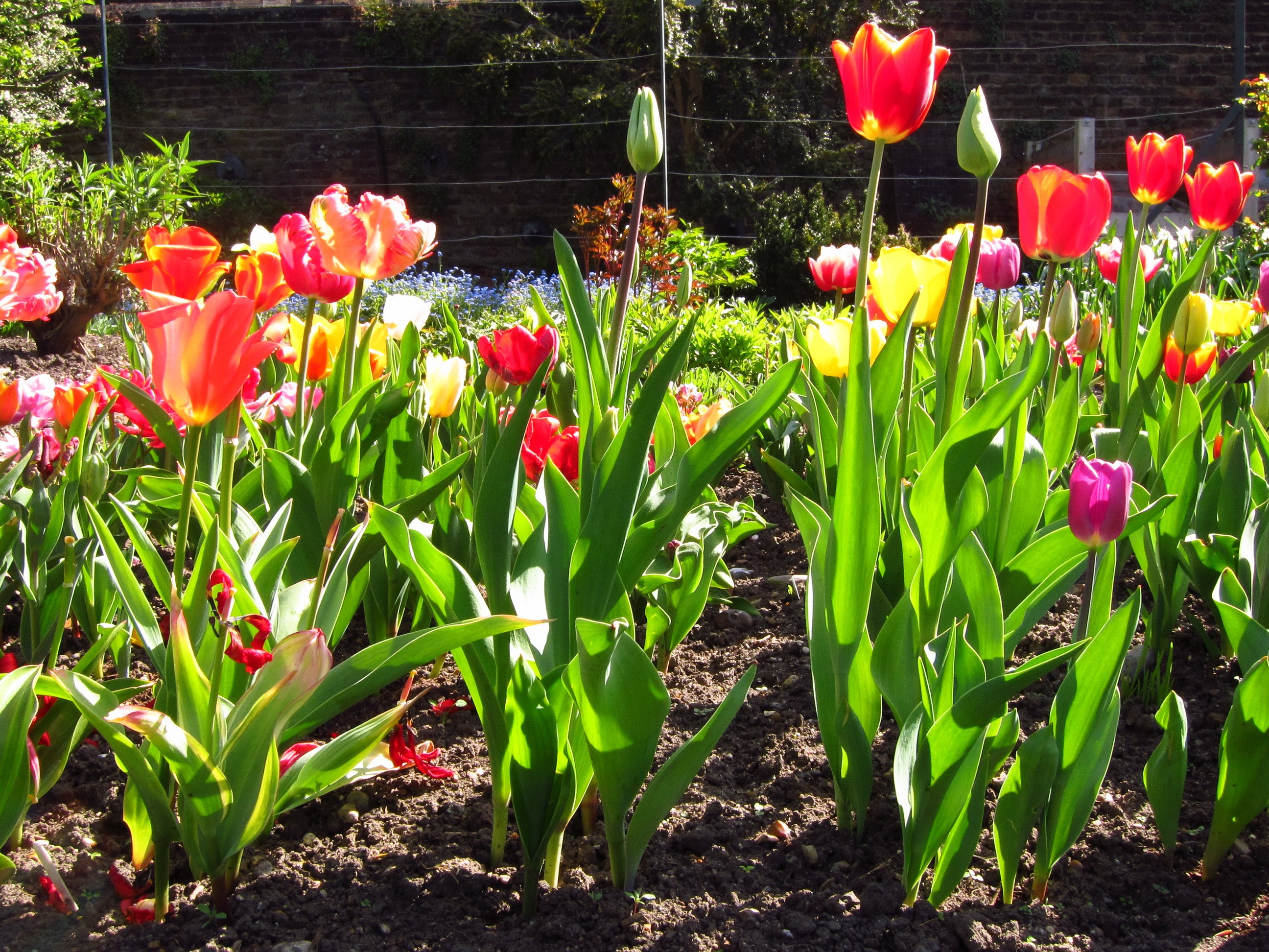 A colorful garden bed of tulips in bloom HD Wallpaper