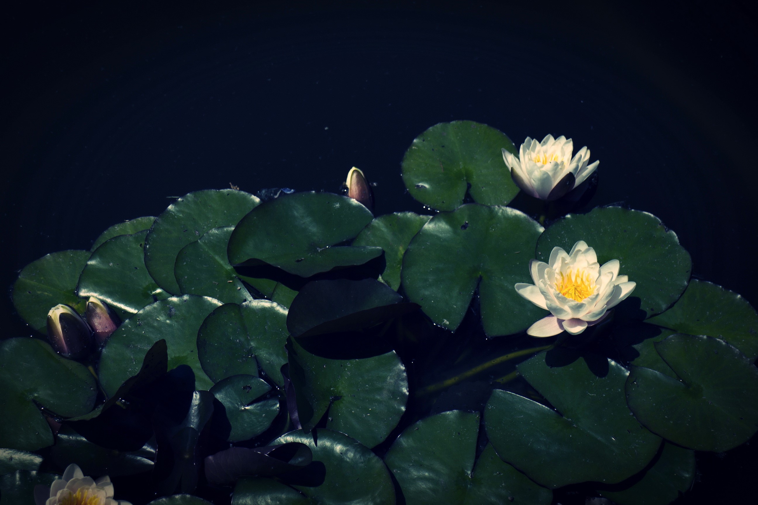 Water lilies on dark water HD Wallpaper