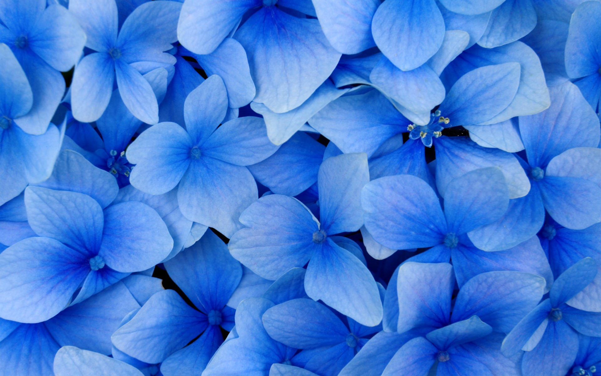 Close-up of light blue hydrangea flowers HD Wallpaper