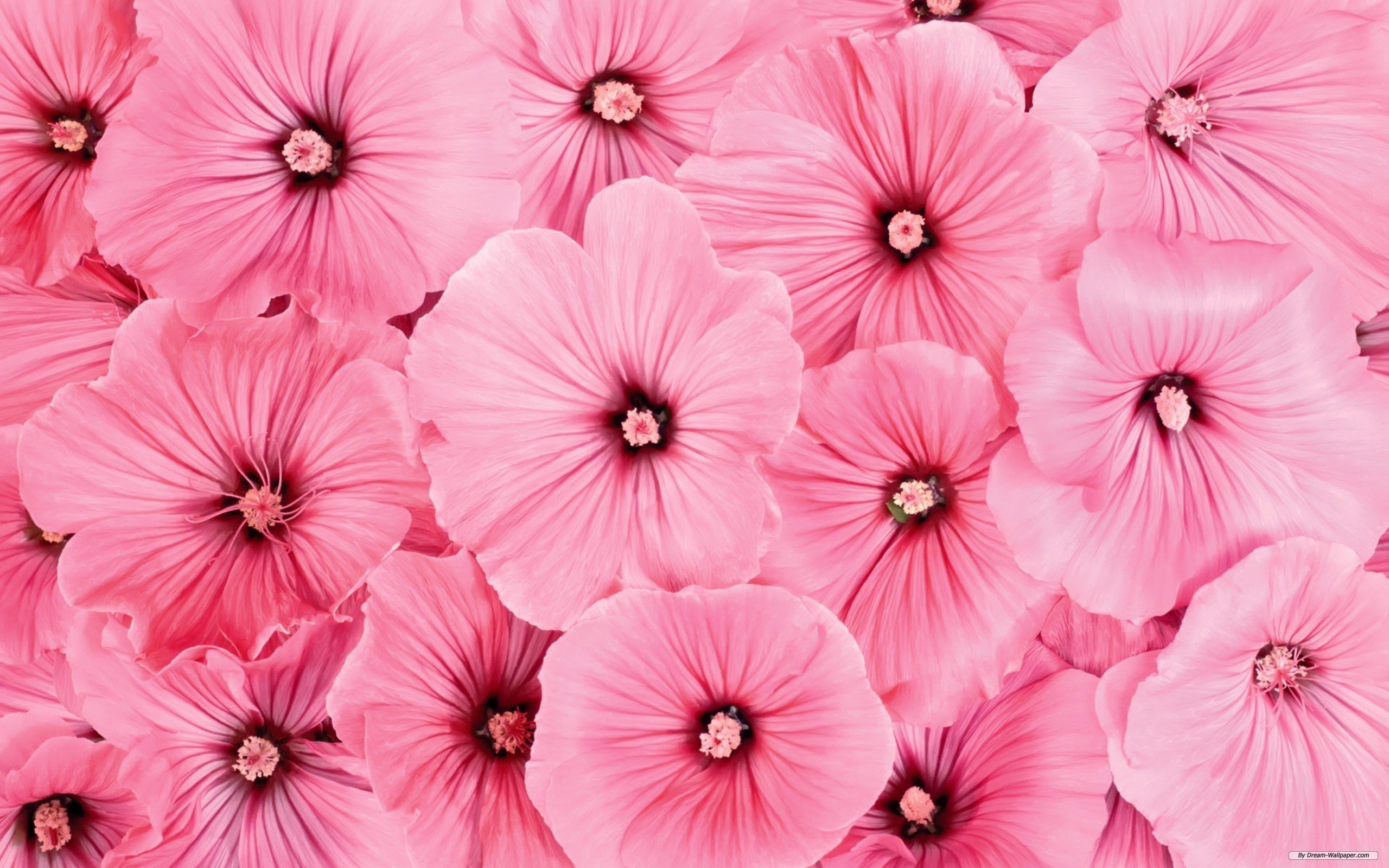 Close-up of many pink flowers HD Wallpaper