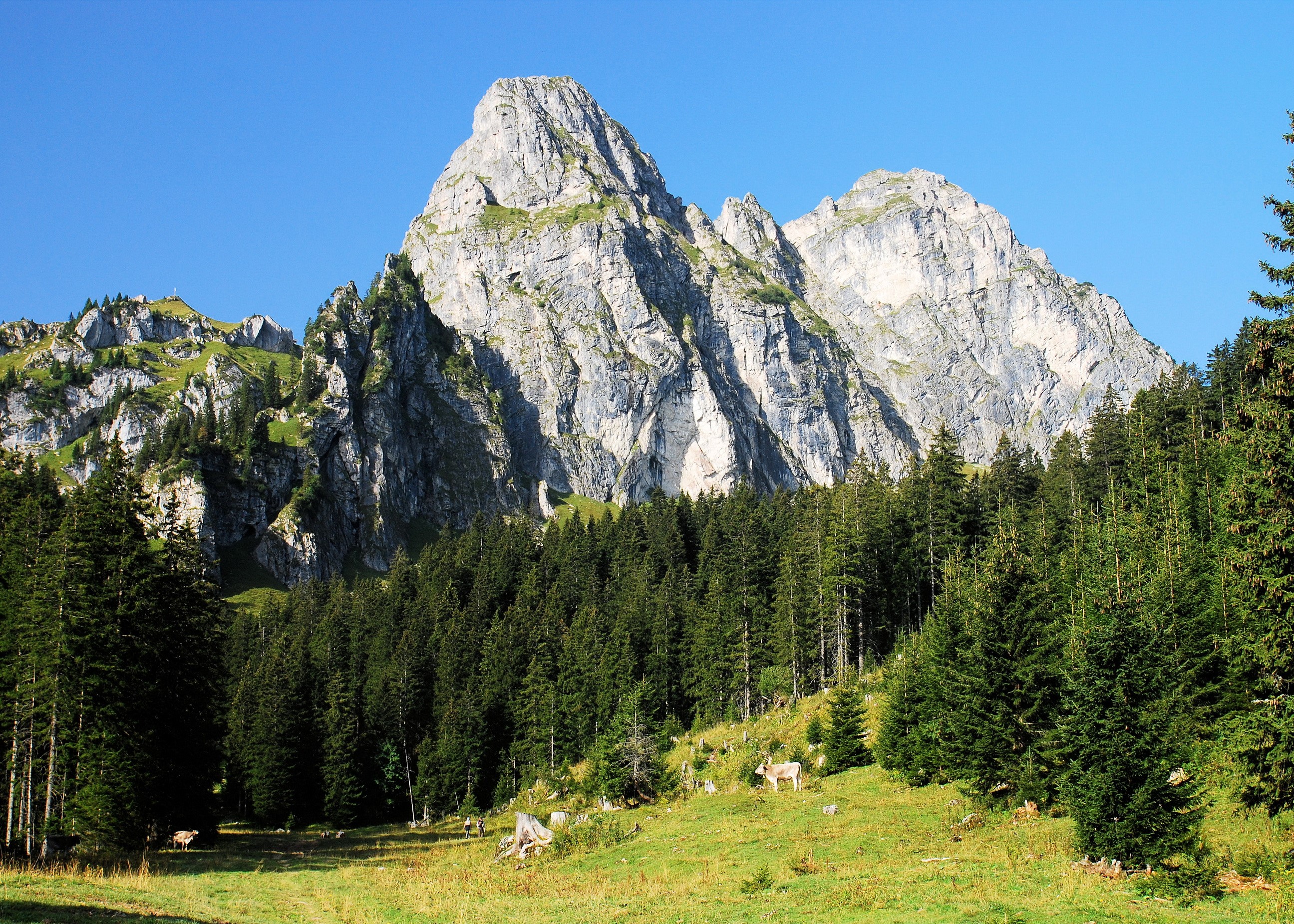 Mountains and Forest in the Alps HD Wallpaper