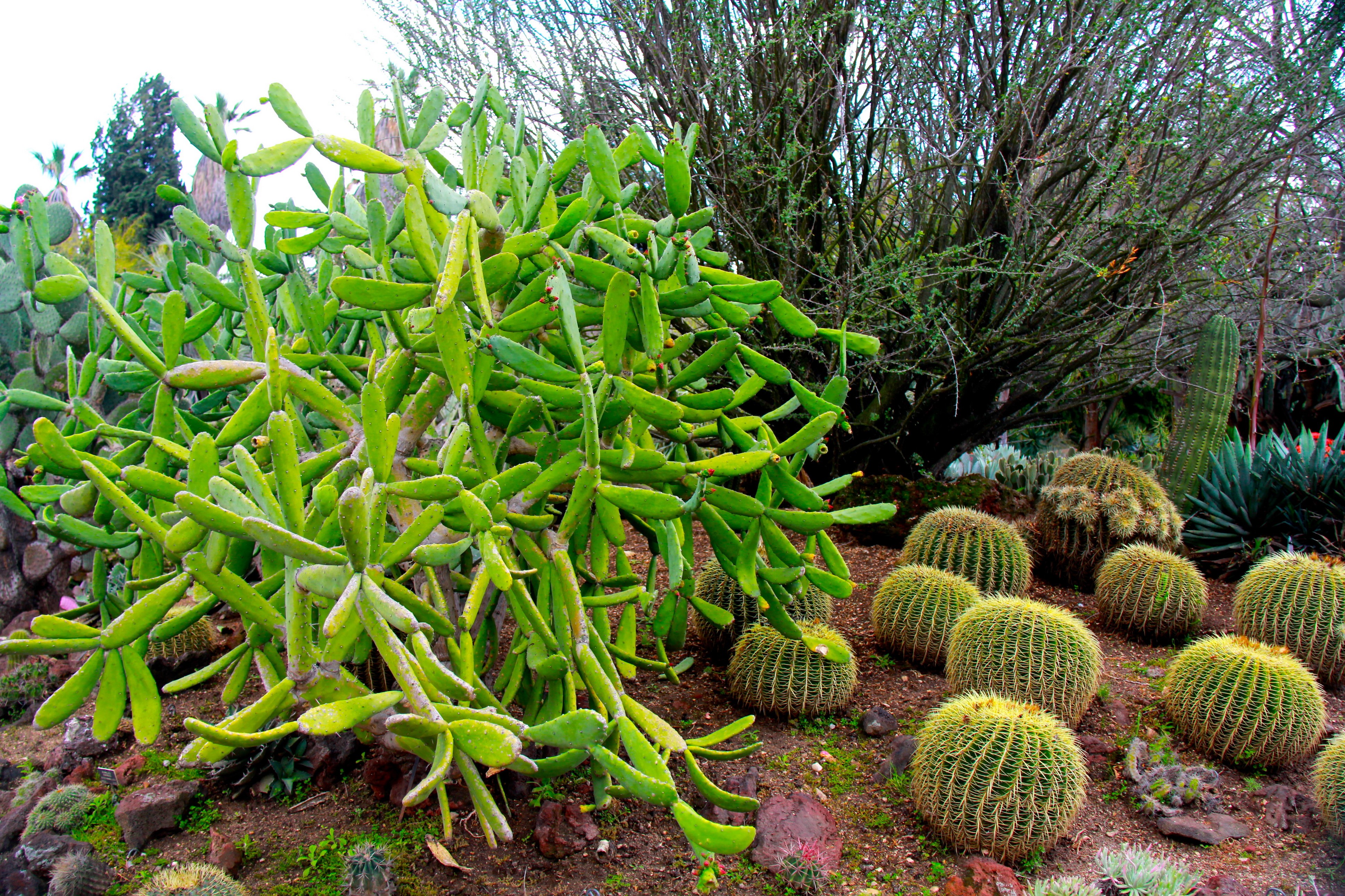 Cactuses in Botanical Gardens, San Marino, California HD Wallpaper