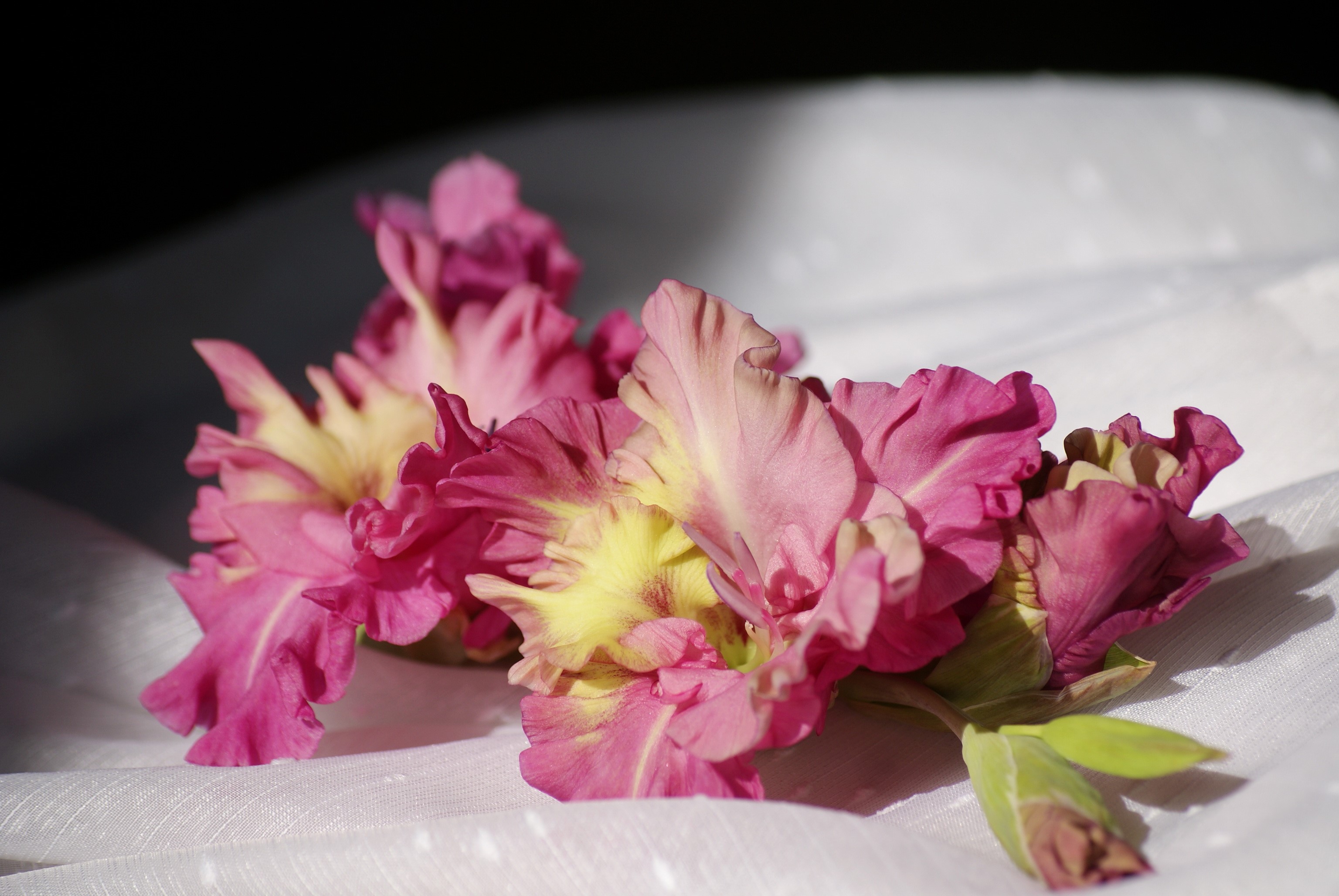 Pink and yellow gladiolus flowers on white fabric HD Wallpaper