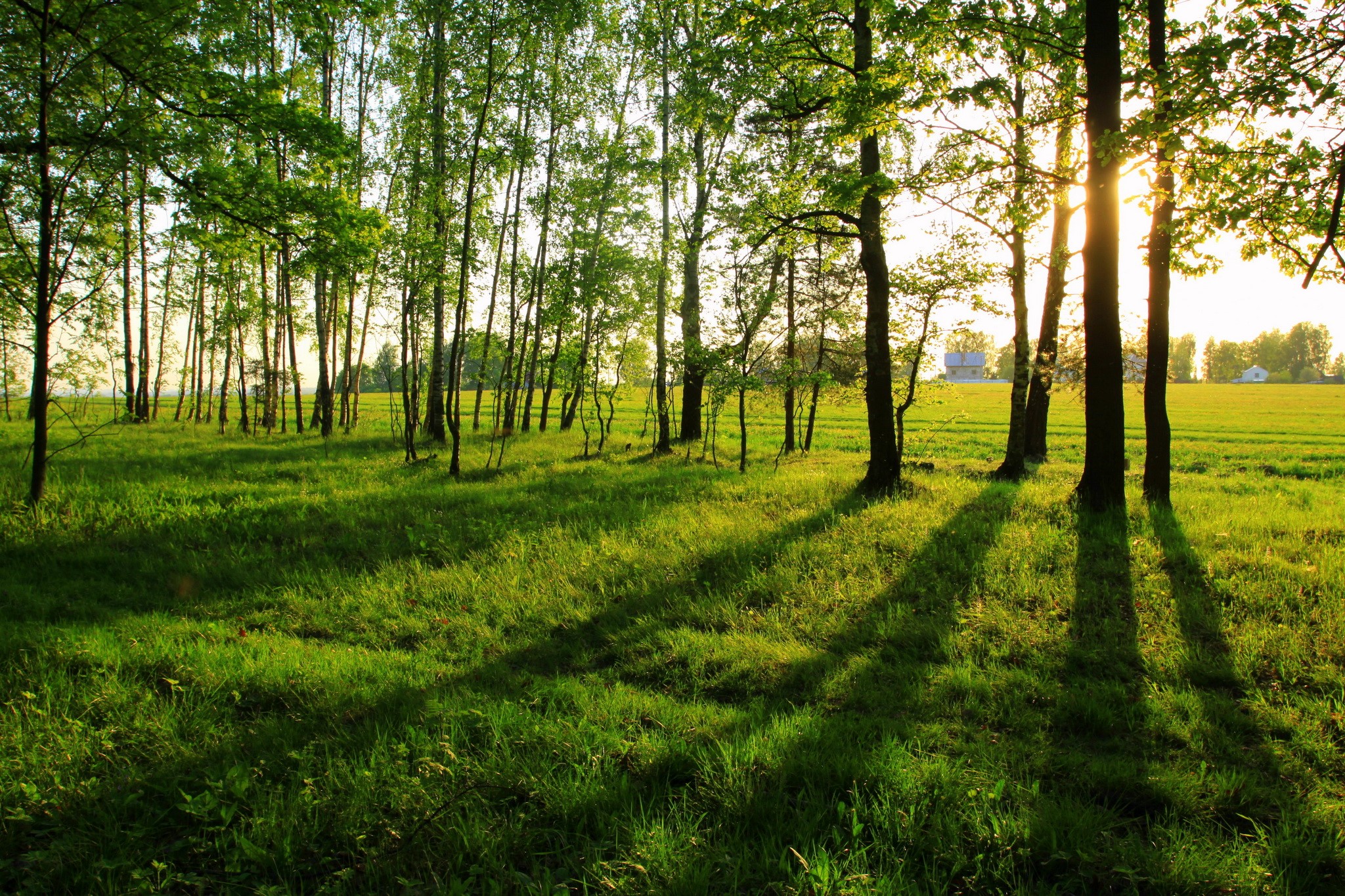 Sunlight filtering through trees onto a grassy field HD Wallpaper