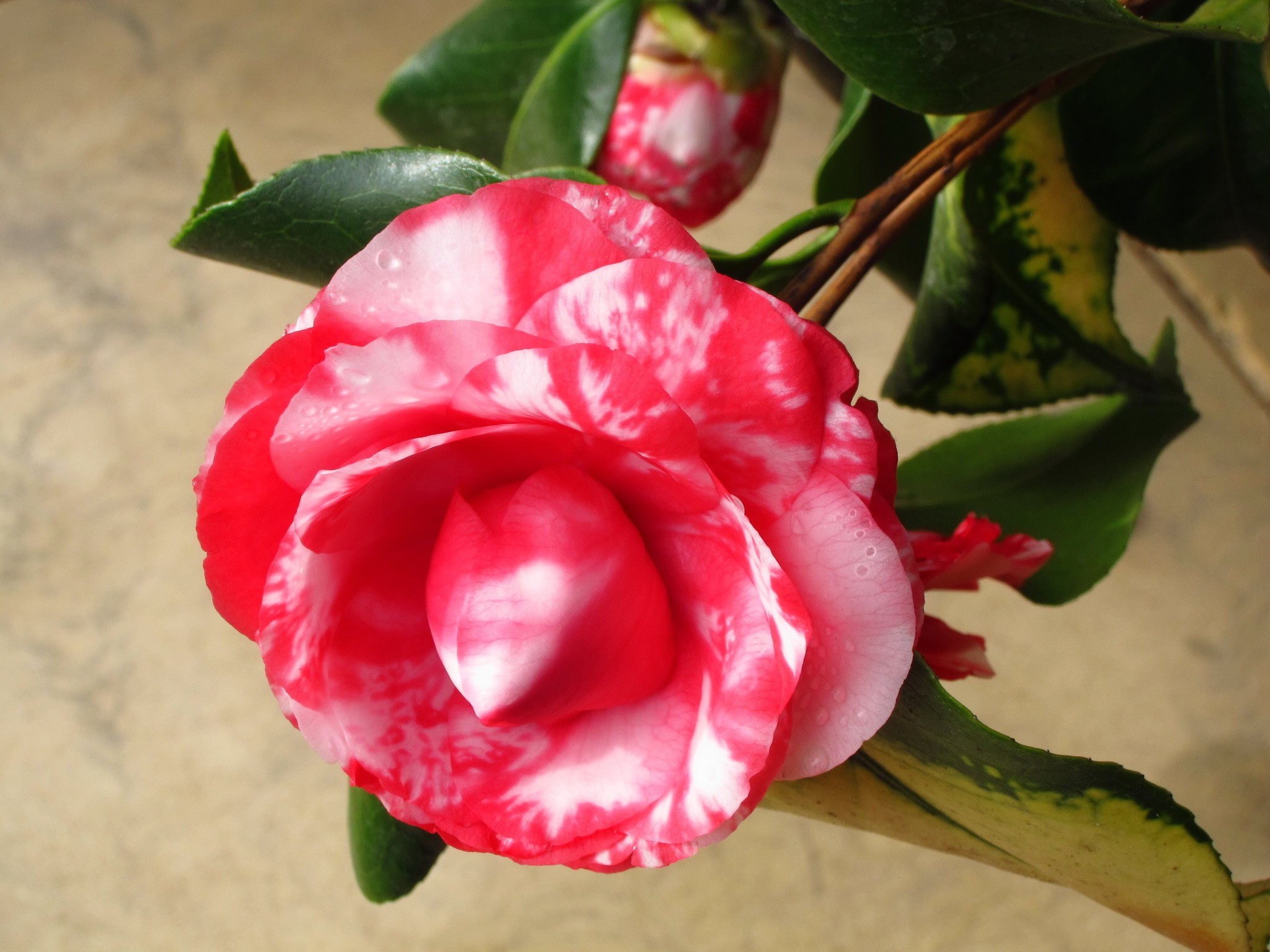 Red and white camellia flower with water droplets HD Wallpaper