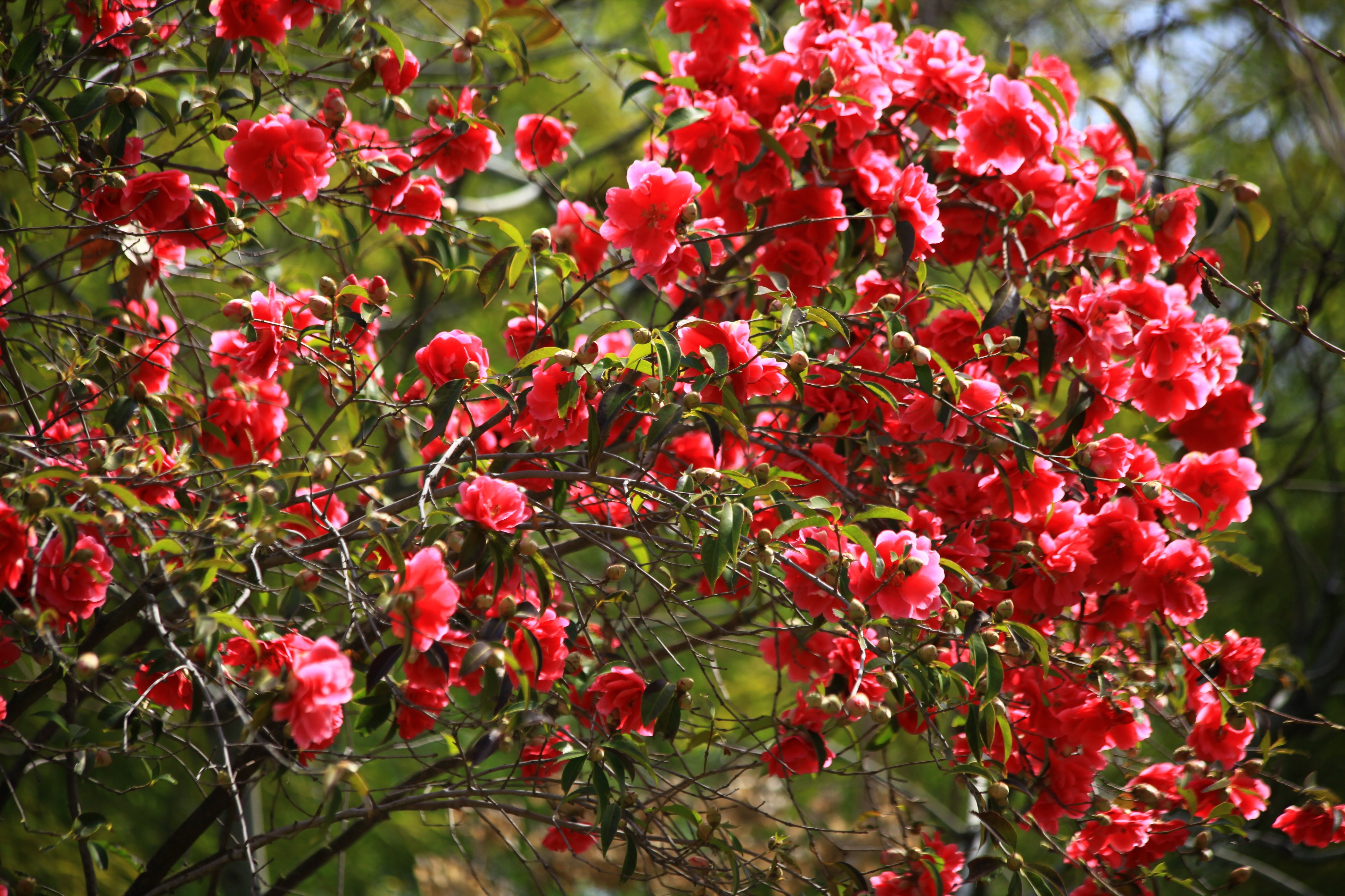 4K Camellia Shrubs with Red Flowers HD Wallpaper