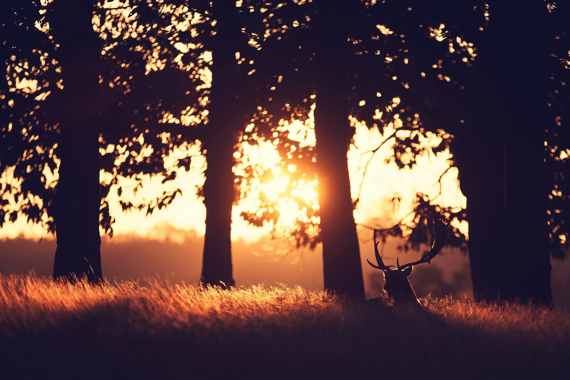 Deer resting in a field at sunset HD Wallpaper