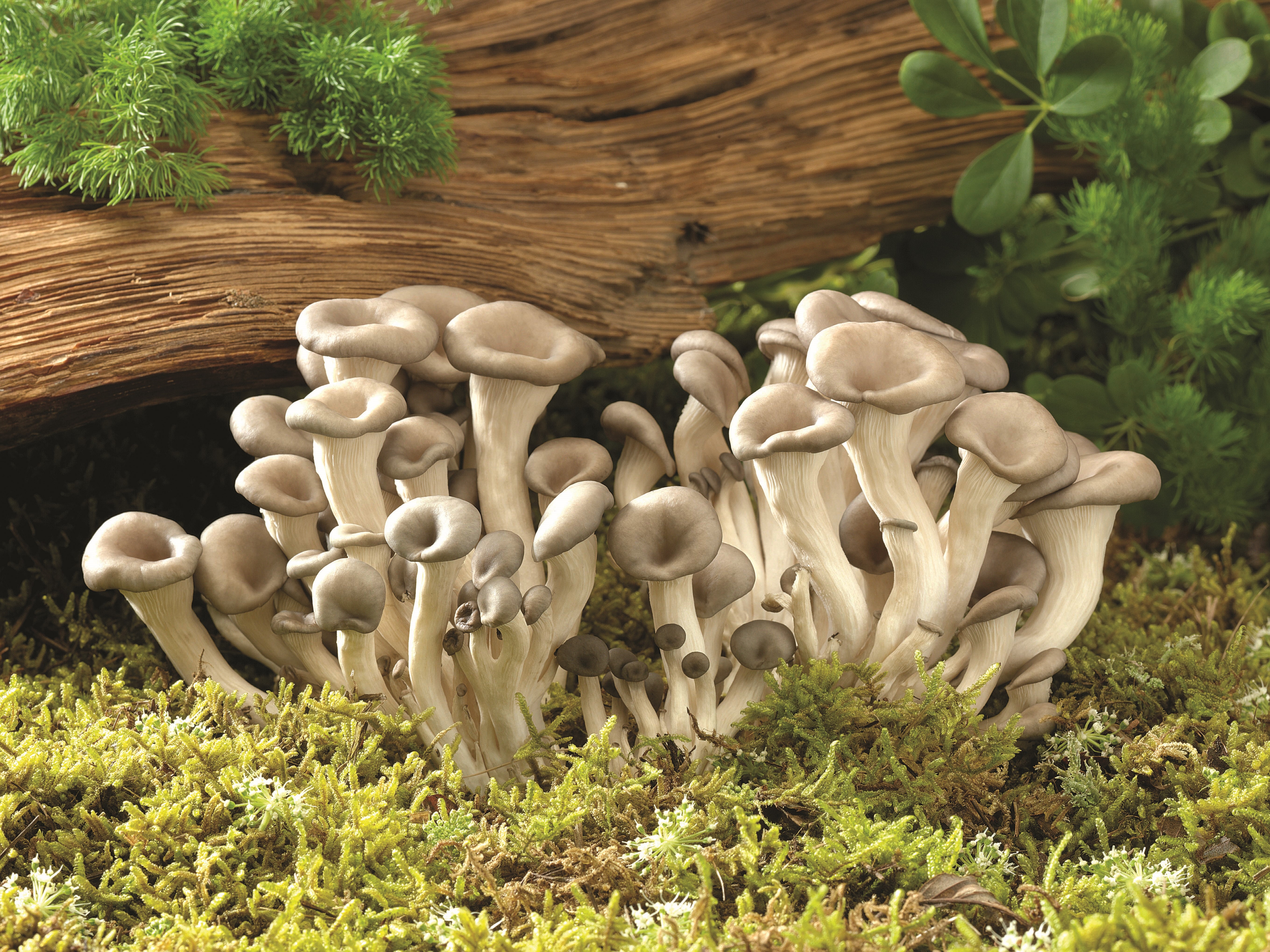 Oyster mushrooms growing on moss and wood HD Wallpaper