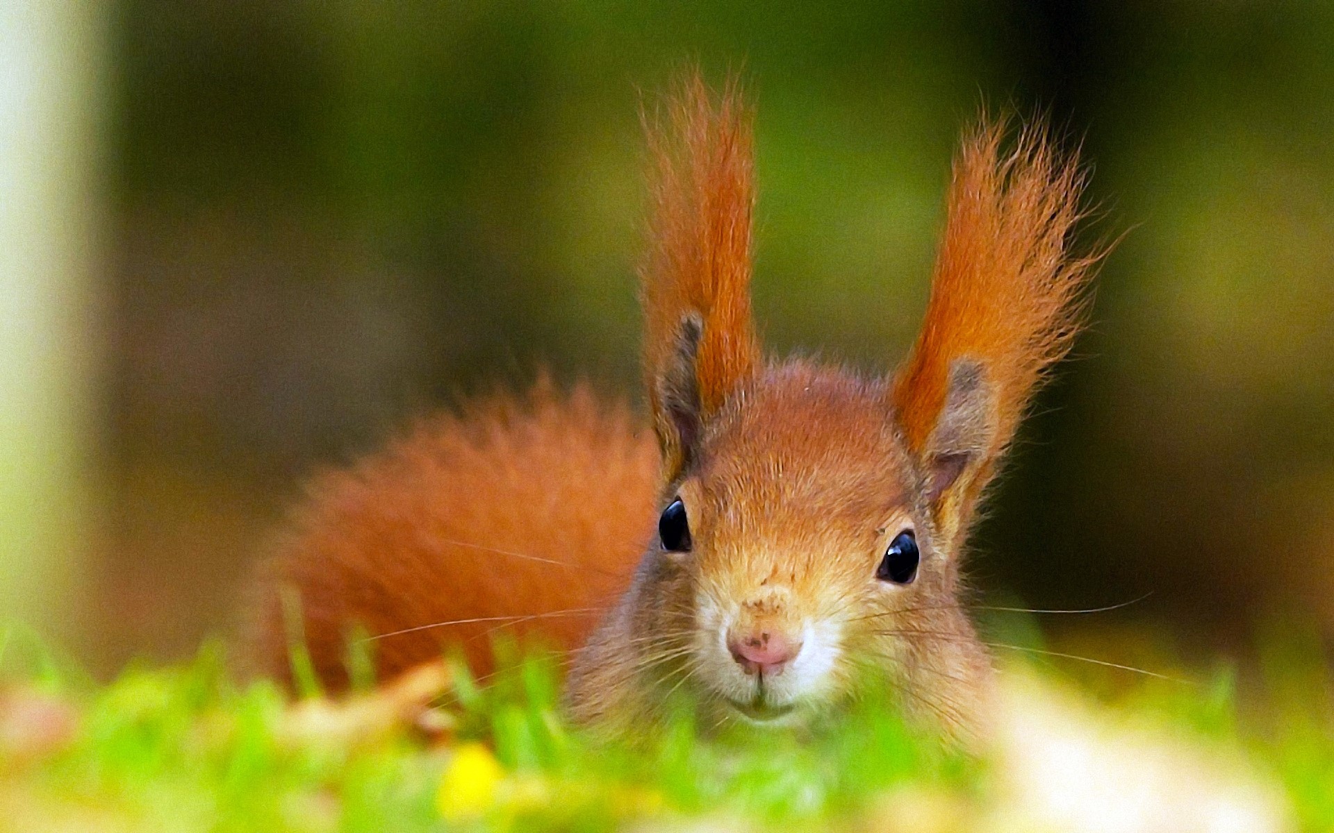 Close-up of a red squirrel in grass HD Wallpaper