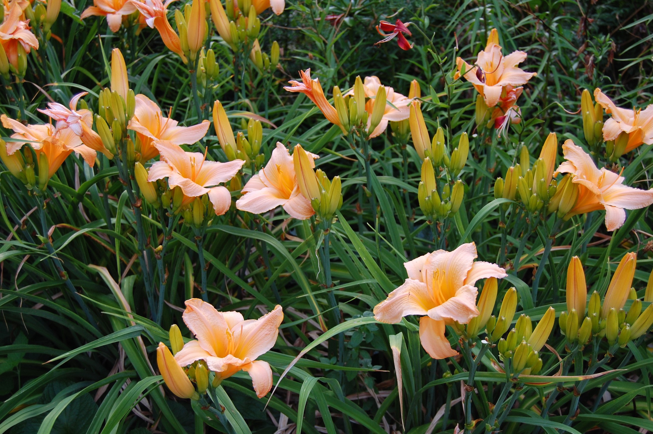 Orange daylilies with green foliage HD Wallpaper