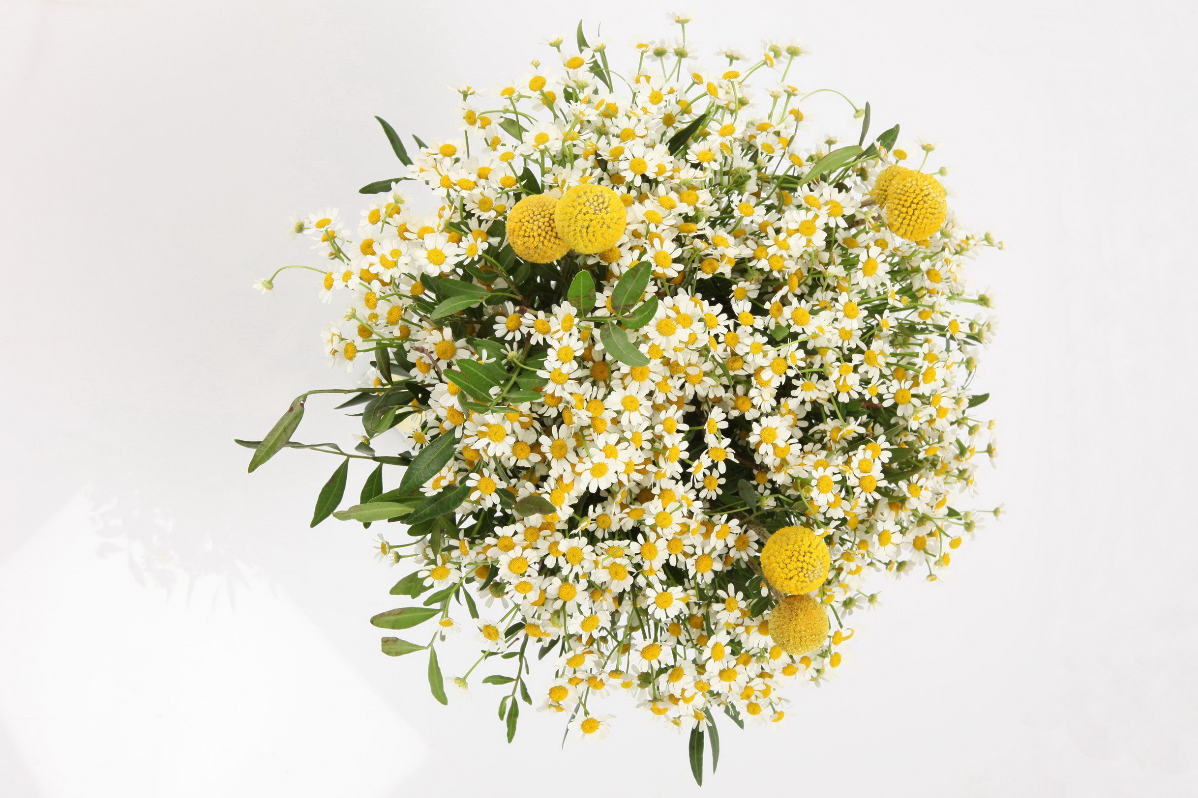 Bouquet of Chamomile Flowers and Billy Buttons HD Wallpaper