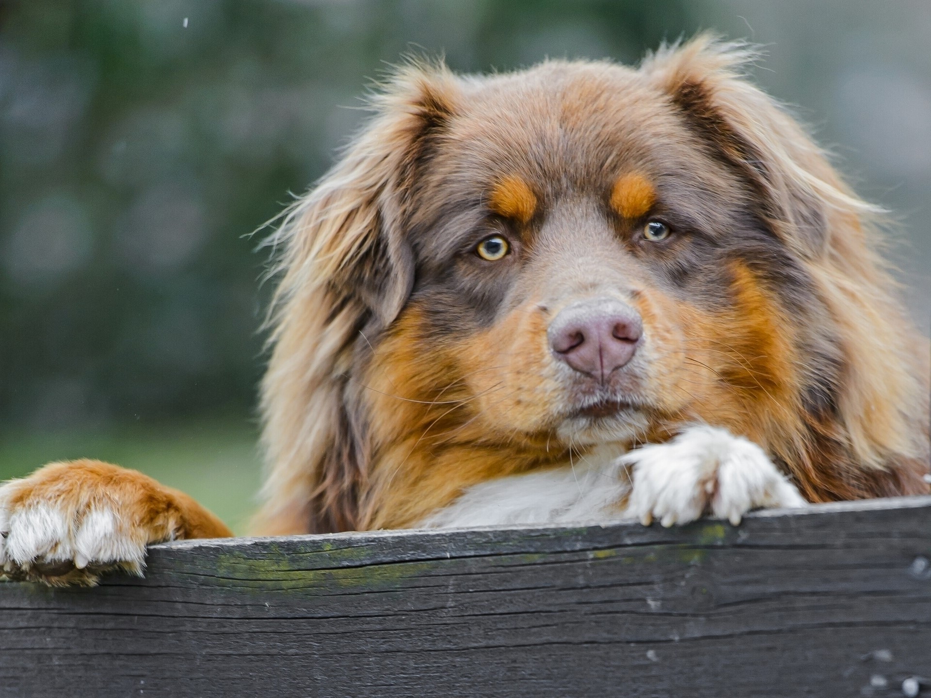 Brown Australian Shepherd dog peeking over a wooden fence HD Wallpaper
