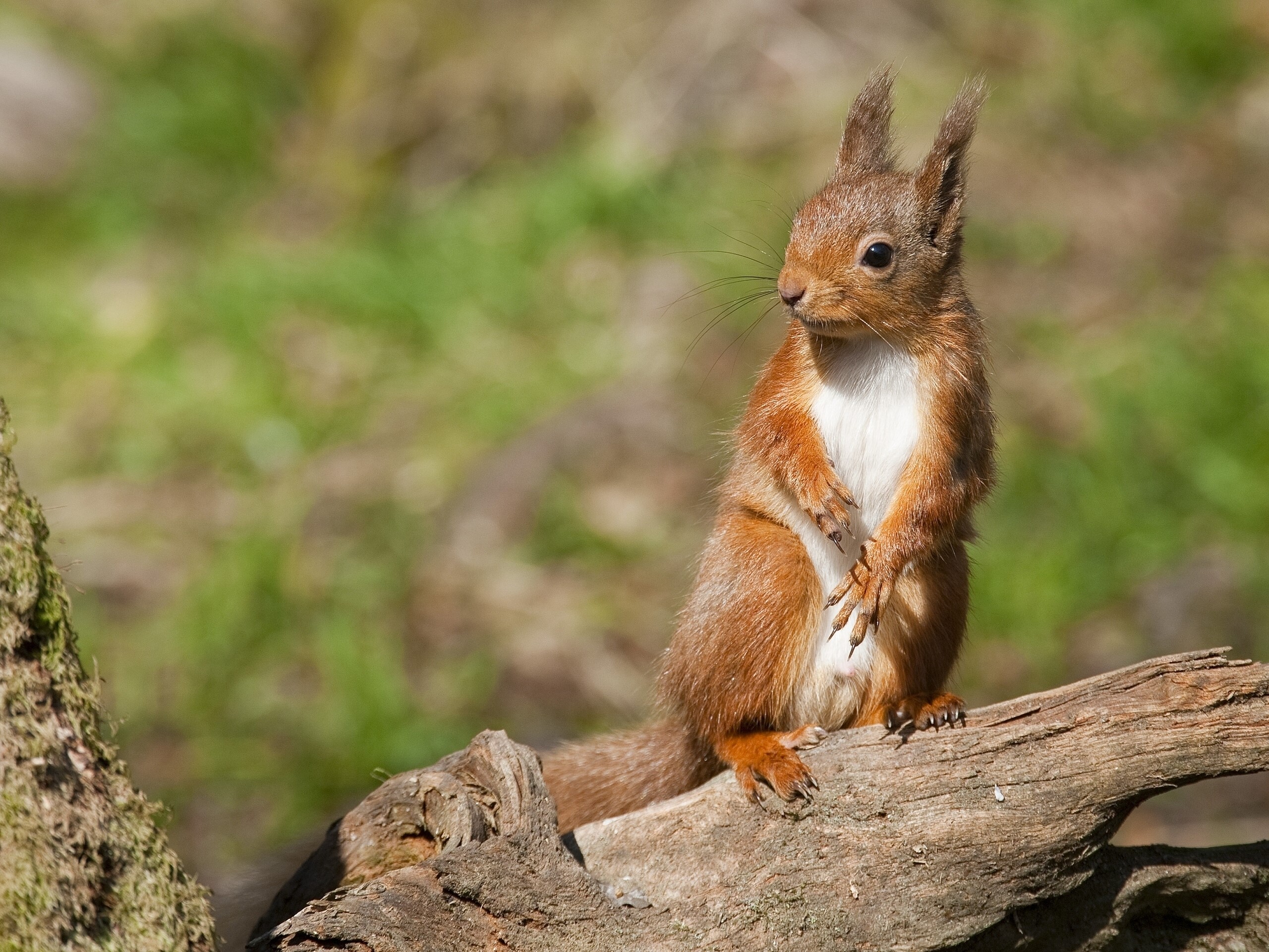 Red squirrel standing on a log HD Wallpaper