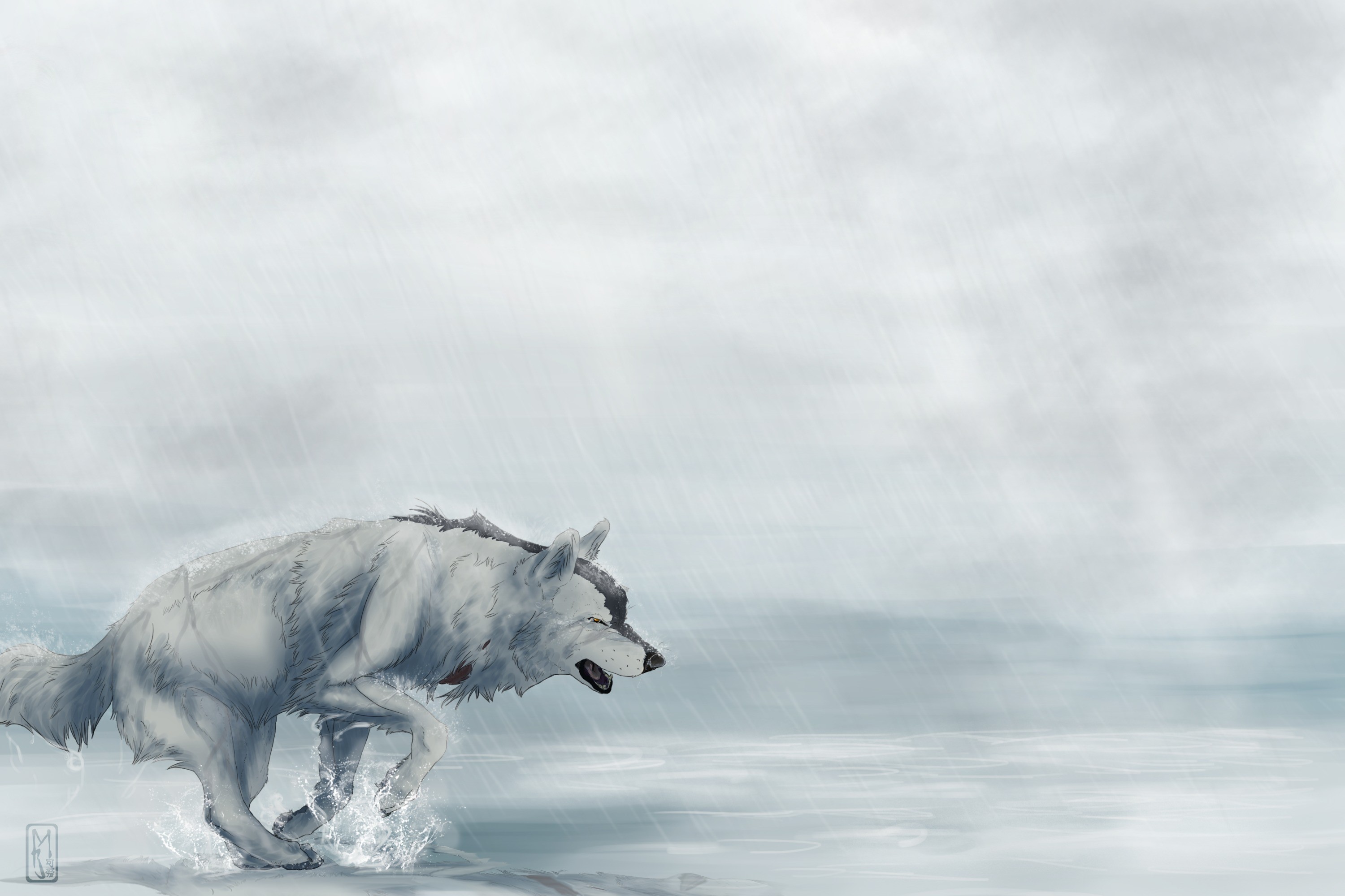Wolf running through water in the rain HD Wallpaper