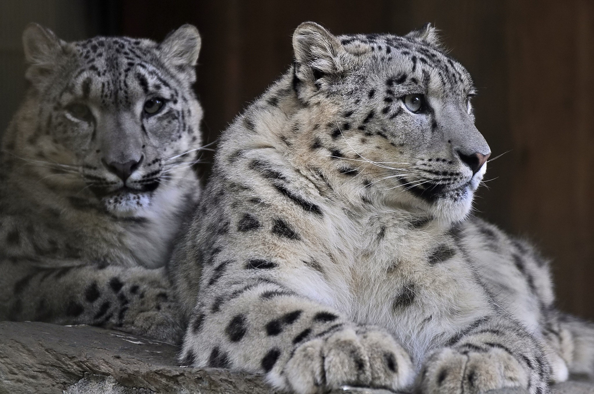 Two snow leopards resting on a rock HD Wallpaper