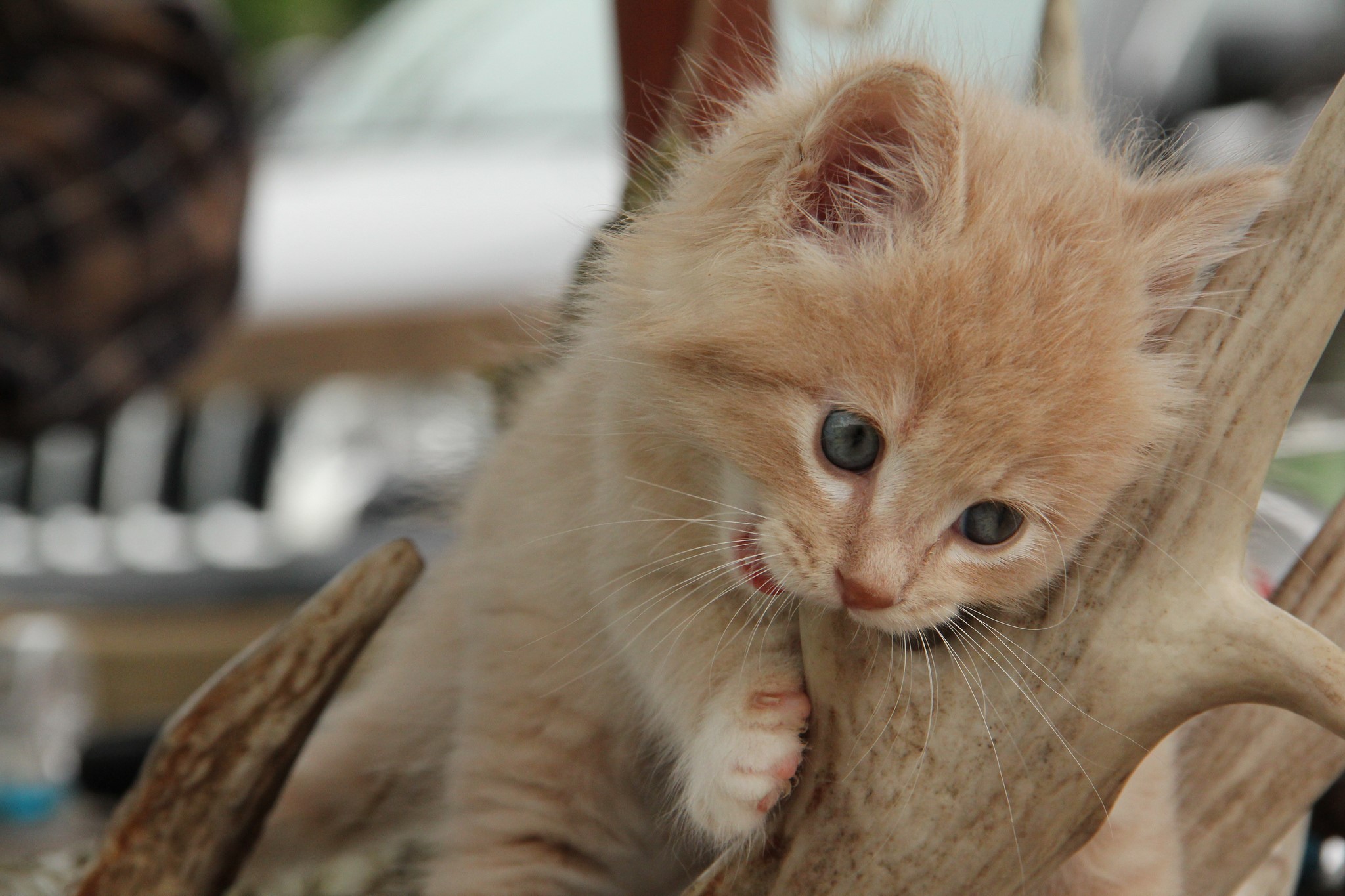 Orange kitten biting on antlers HD Wallpaper