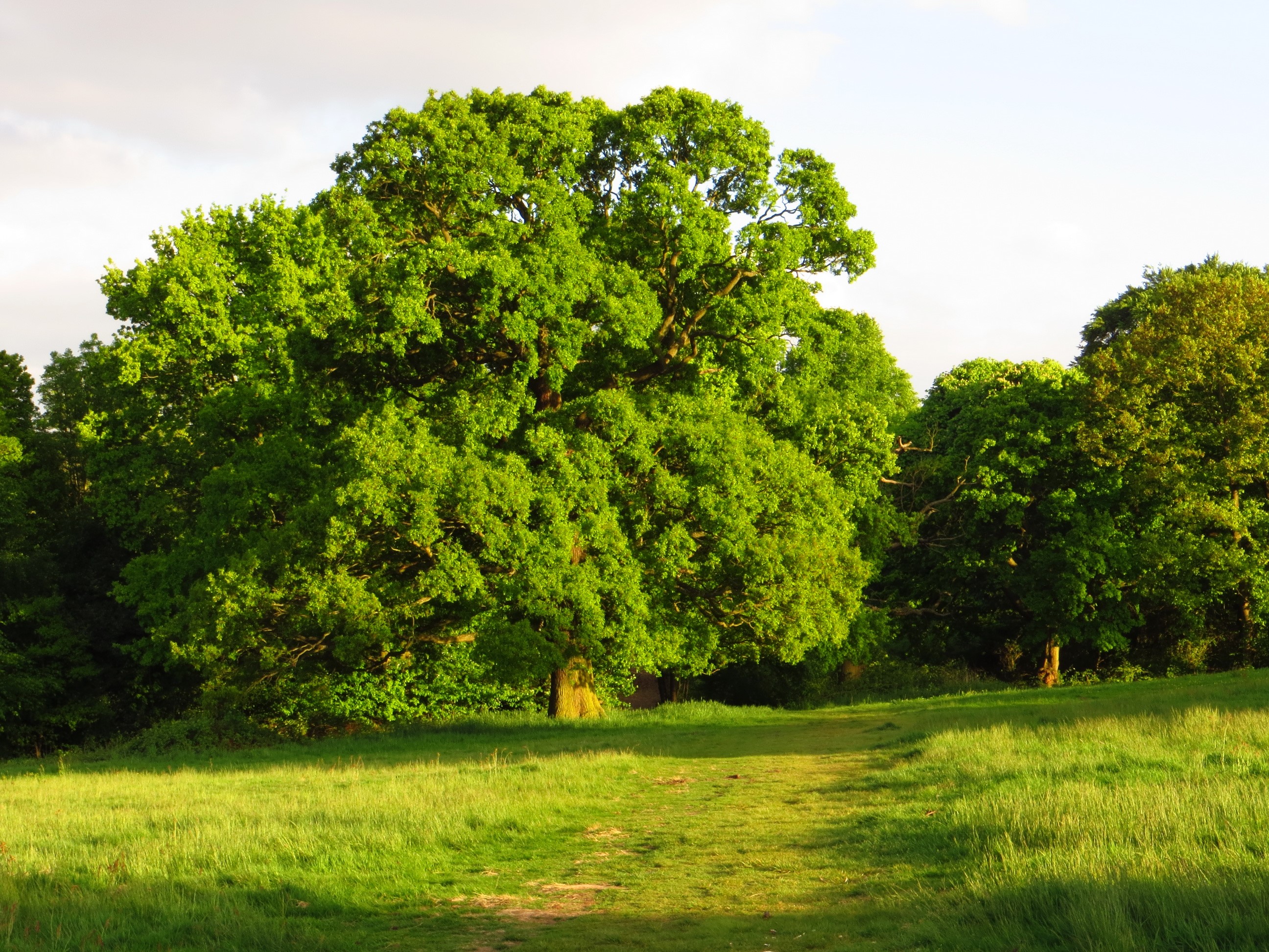 Green trees in a sunny meadow HD Wallpaper
