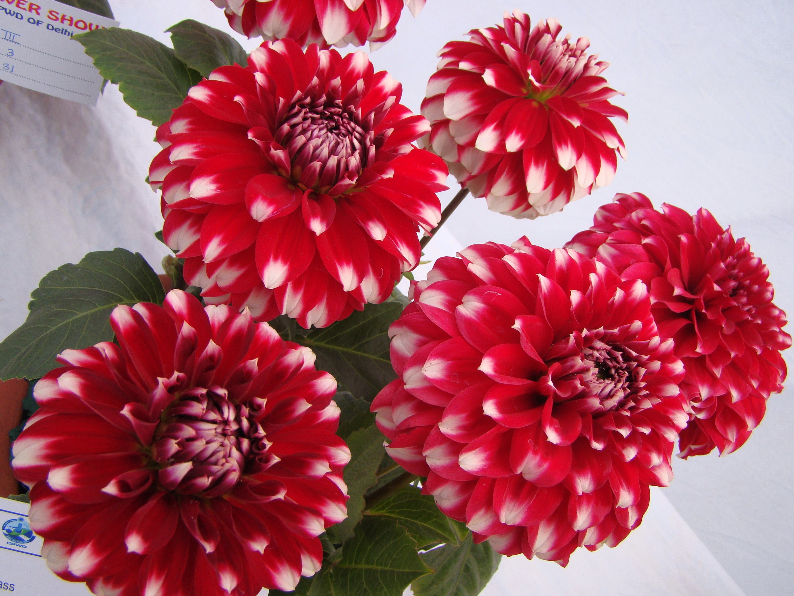 Red and white dahlias at a flower show HD Wallpaper