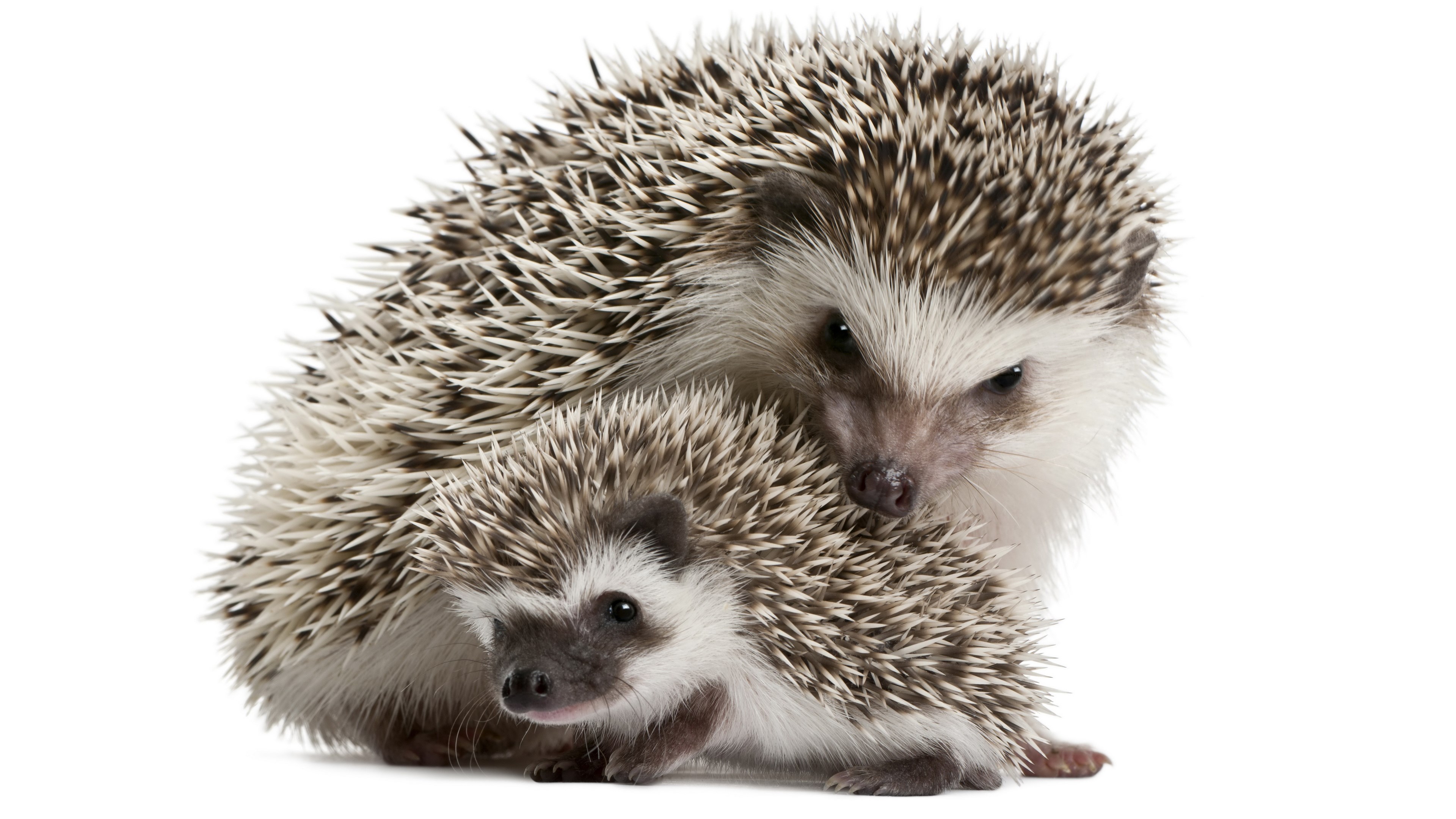 Two hedgehogs, one adult and one baby HD Wallpaper