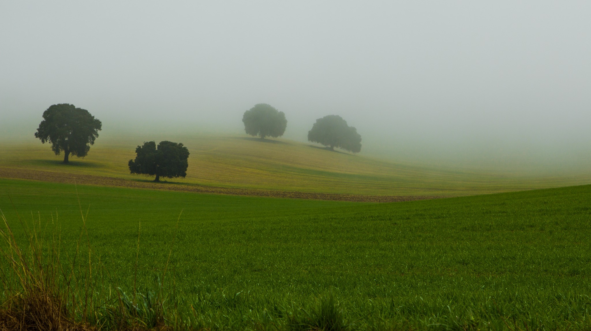 Misty fields with scattered trees HD Wallpaper
