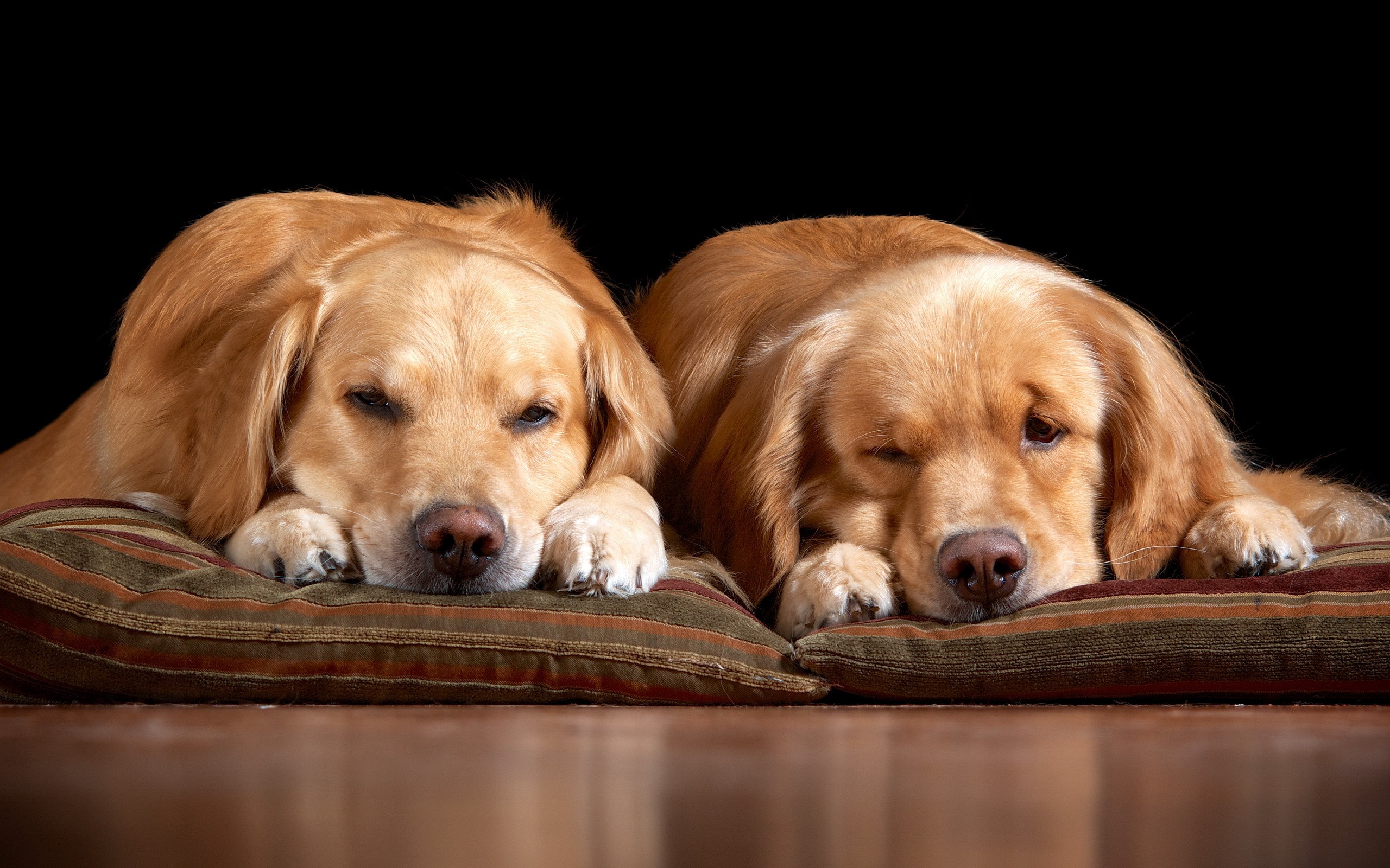 Two Golden Retrievers resting on a pillow HD Wallpaper