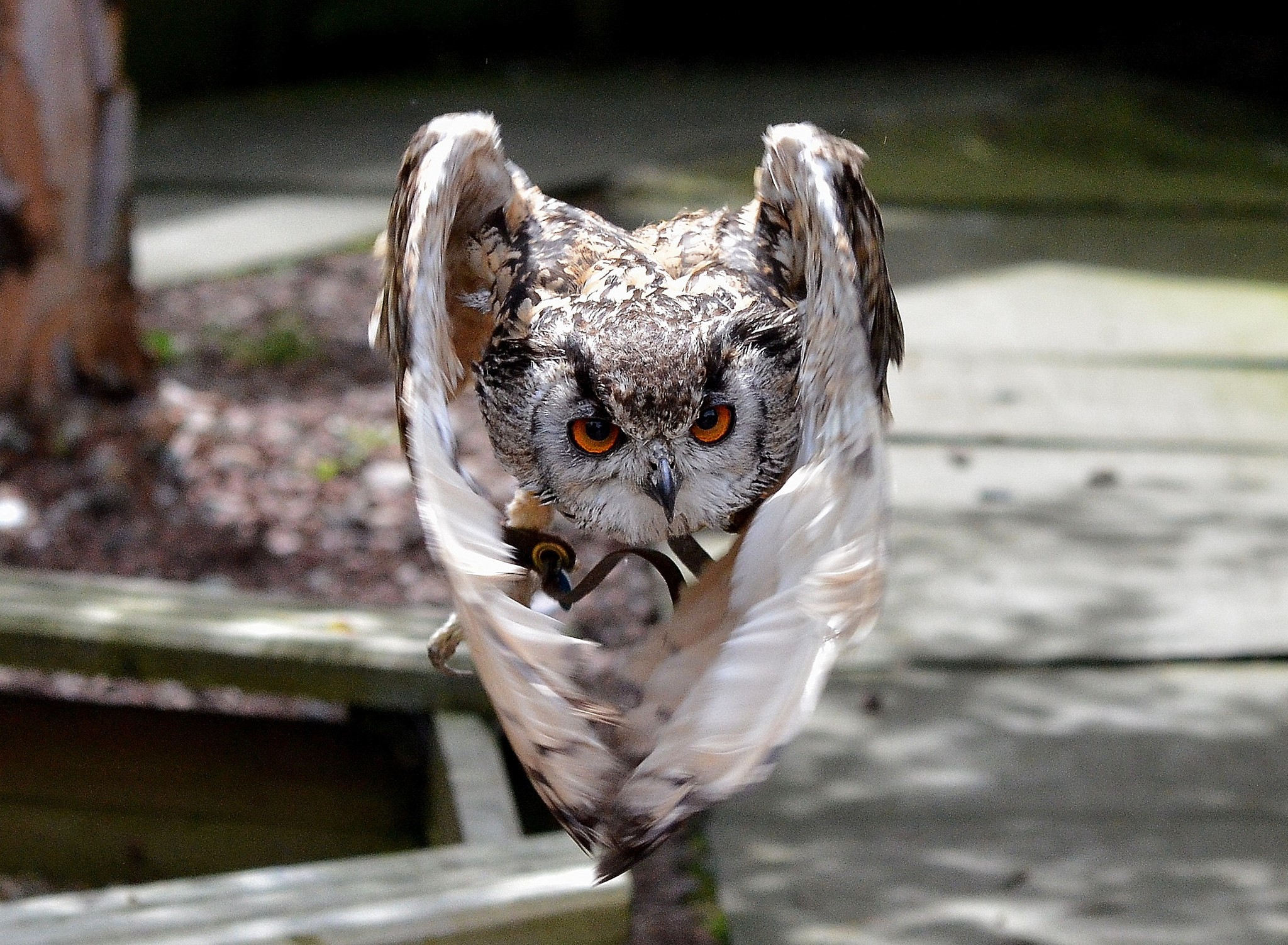 Eurasian Eagle-Owl with wings spread HD Wallpaper
