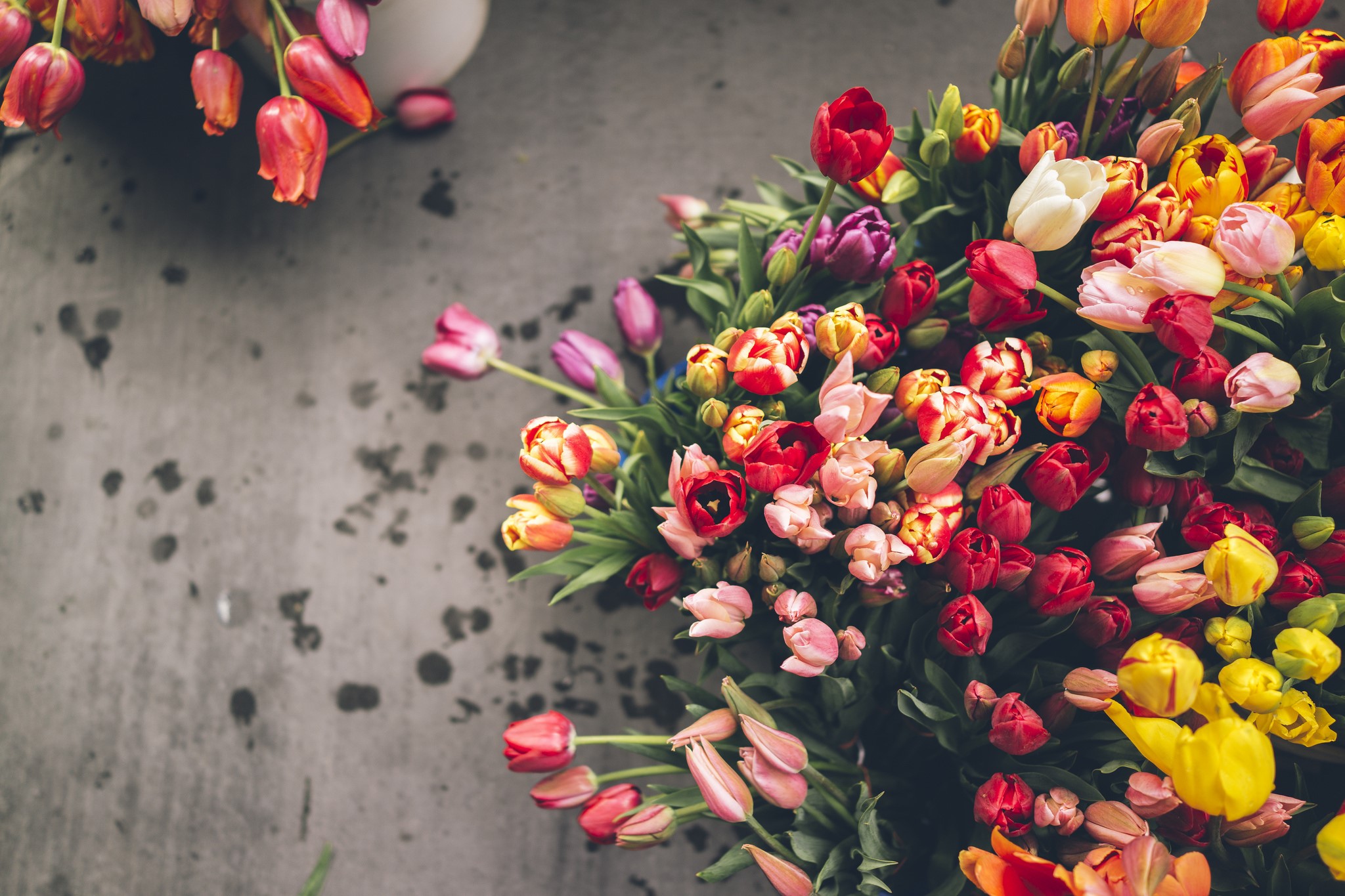 Colorful Tulips in Bouquets HD Wallpaper