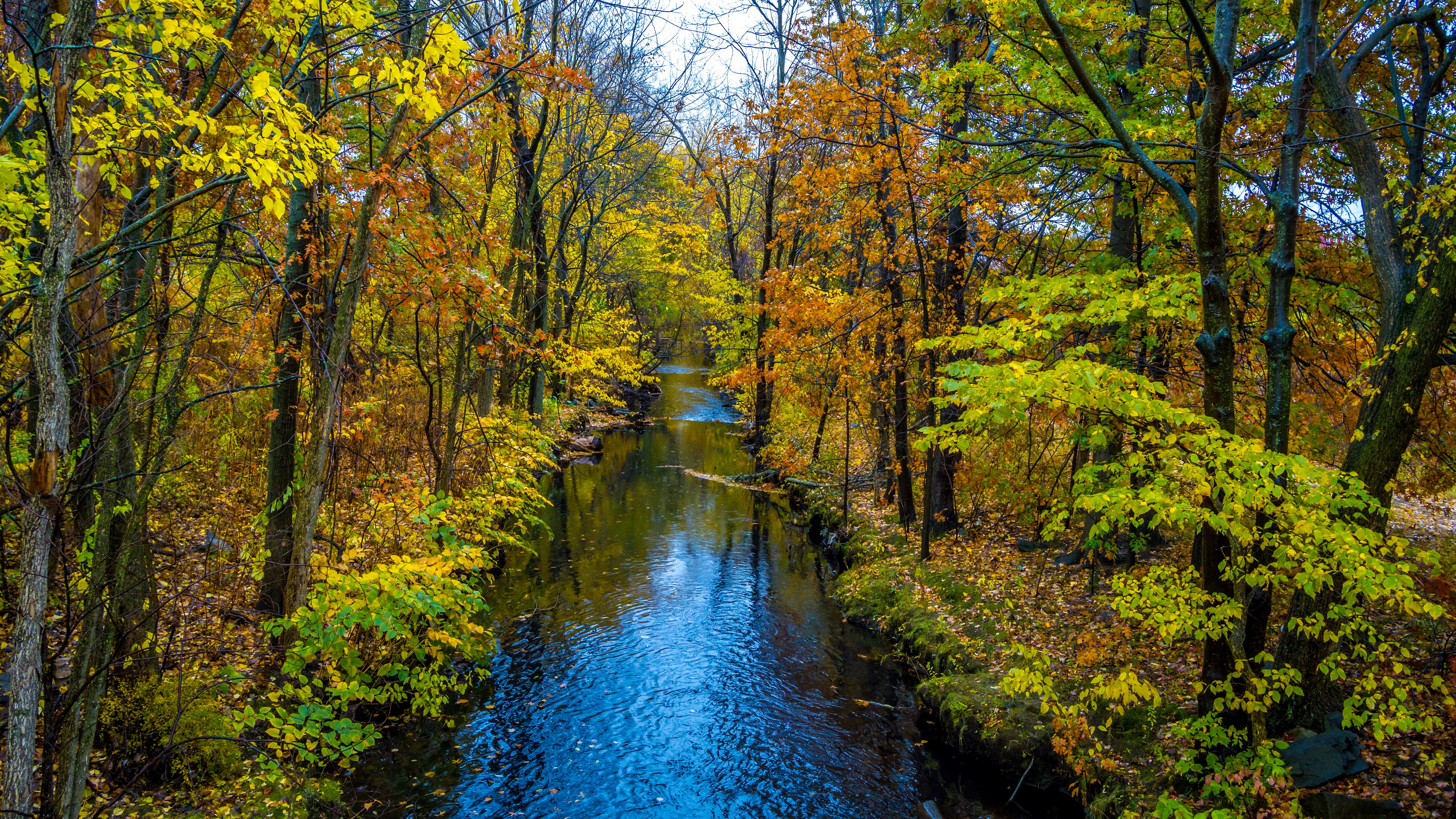 Stream flowing through autumn forest with colorful trees HD Wallpaper