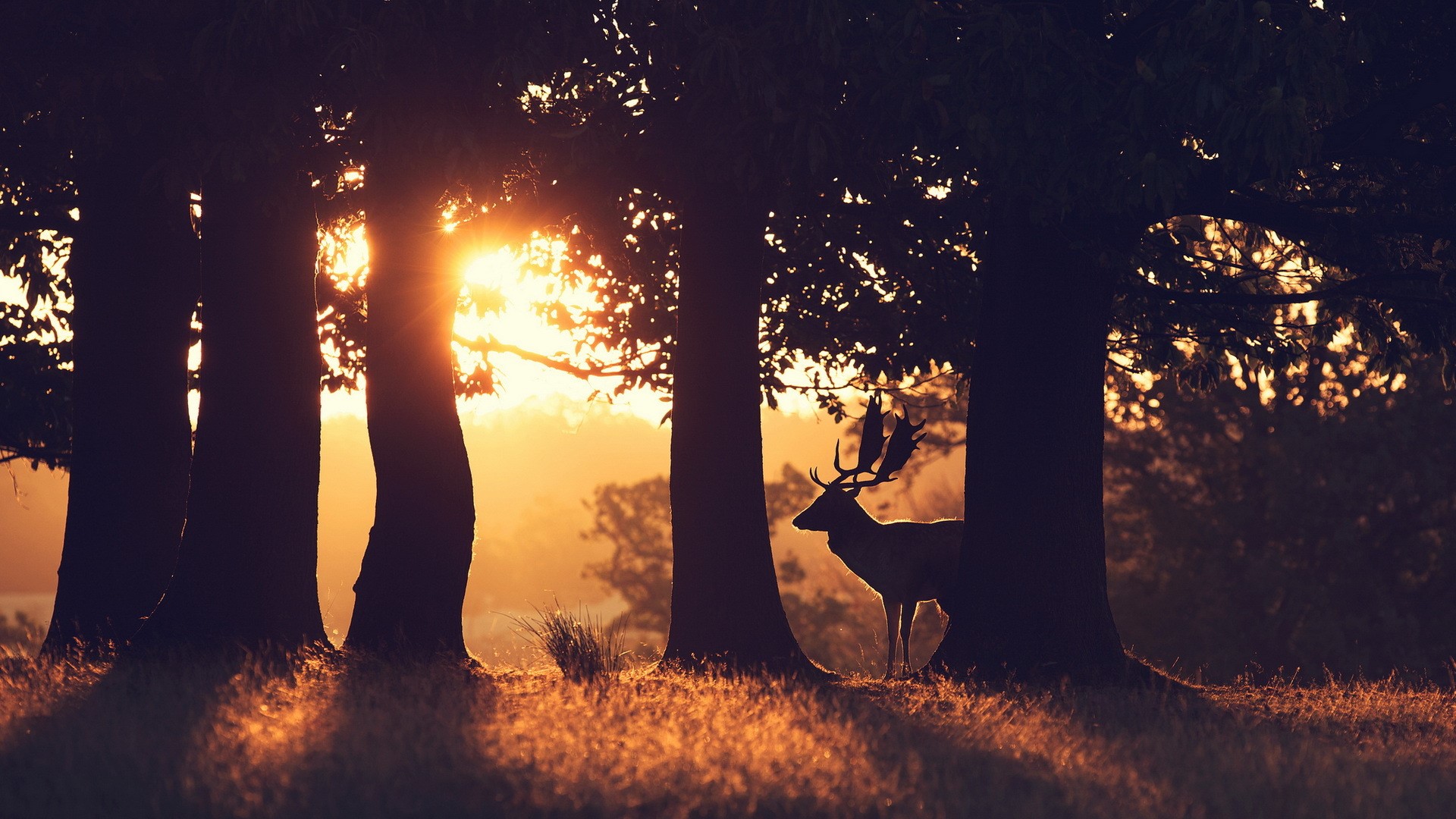Deer in forest during sunrise HD Wallpaper