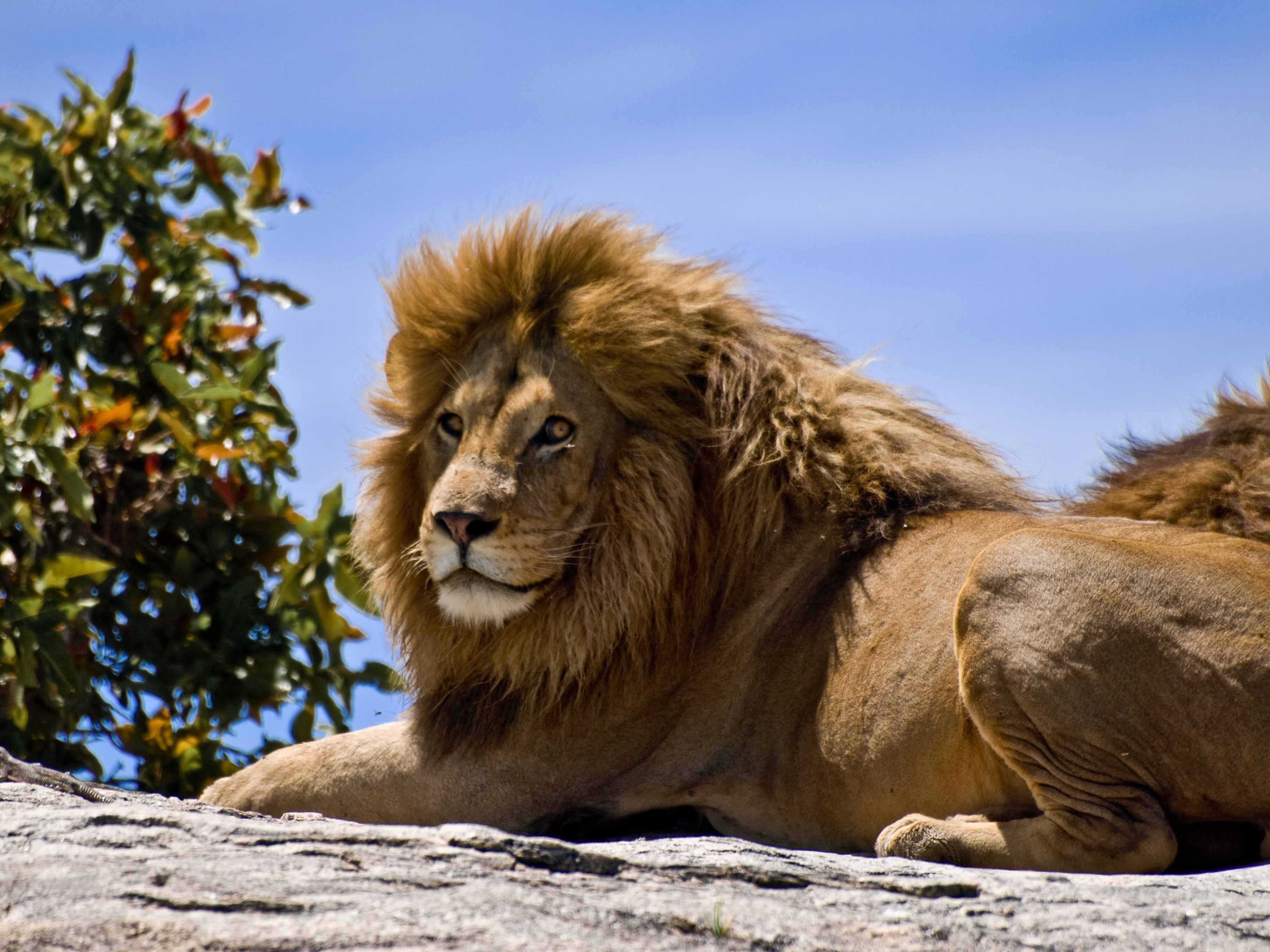Lion resting on rocks with tree and blue sky HD Wallpaper