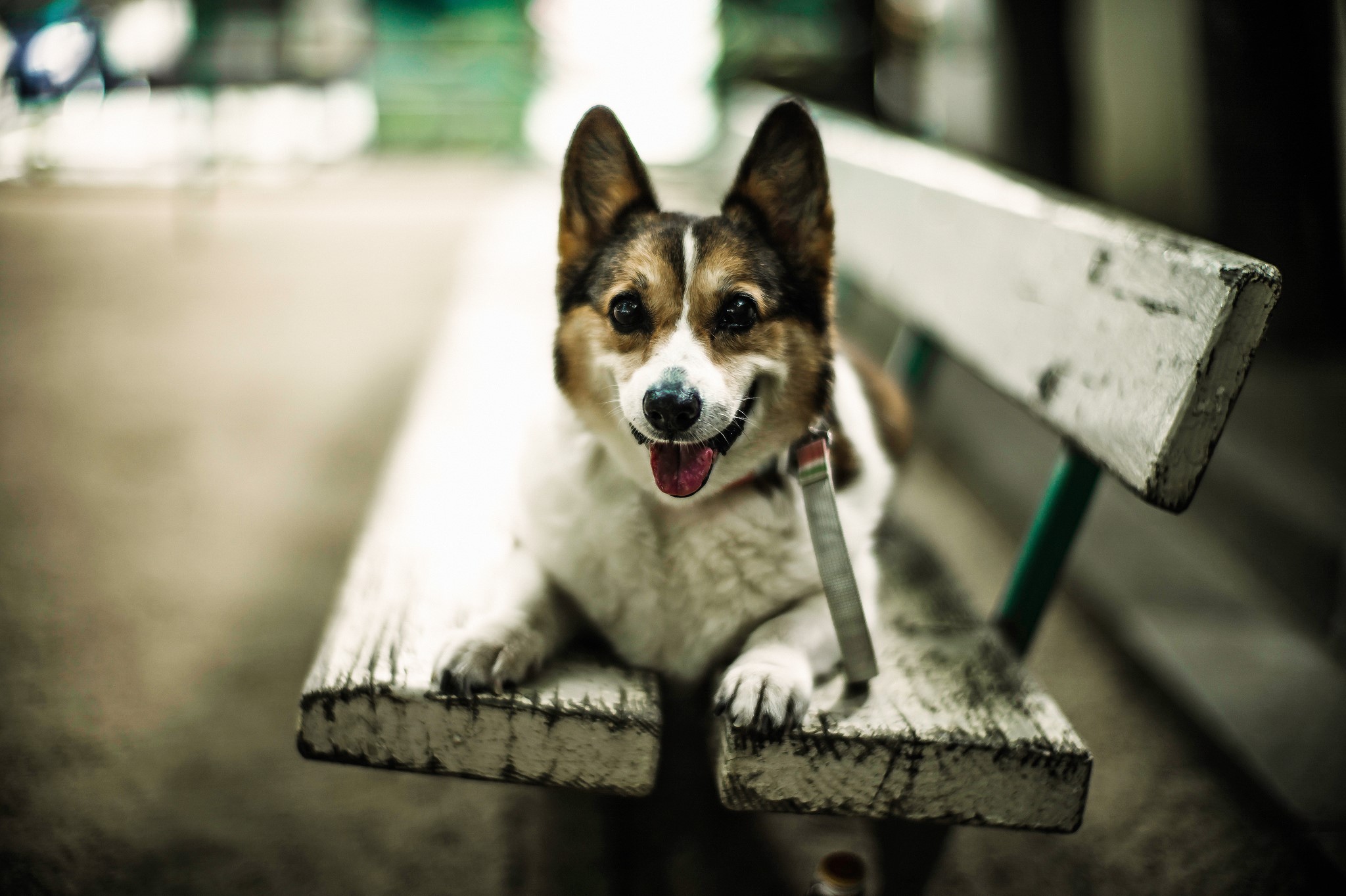 A Welsh Corgi rests on a wooden bench HD Wallpaper