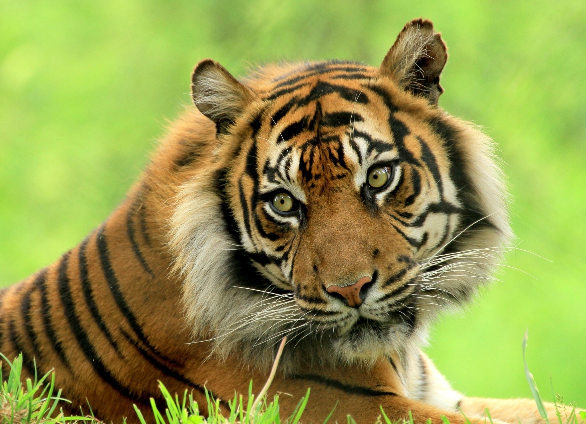 Tiger looking at the camera in grass HD Wallpaper