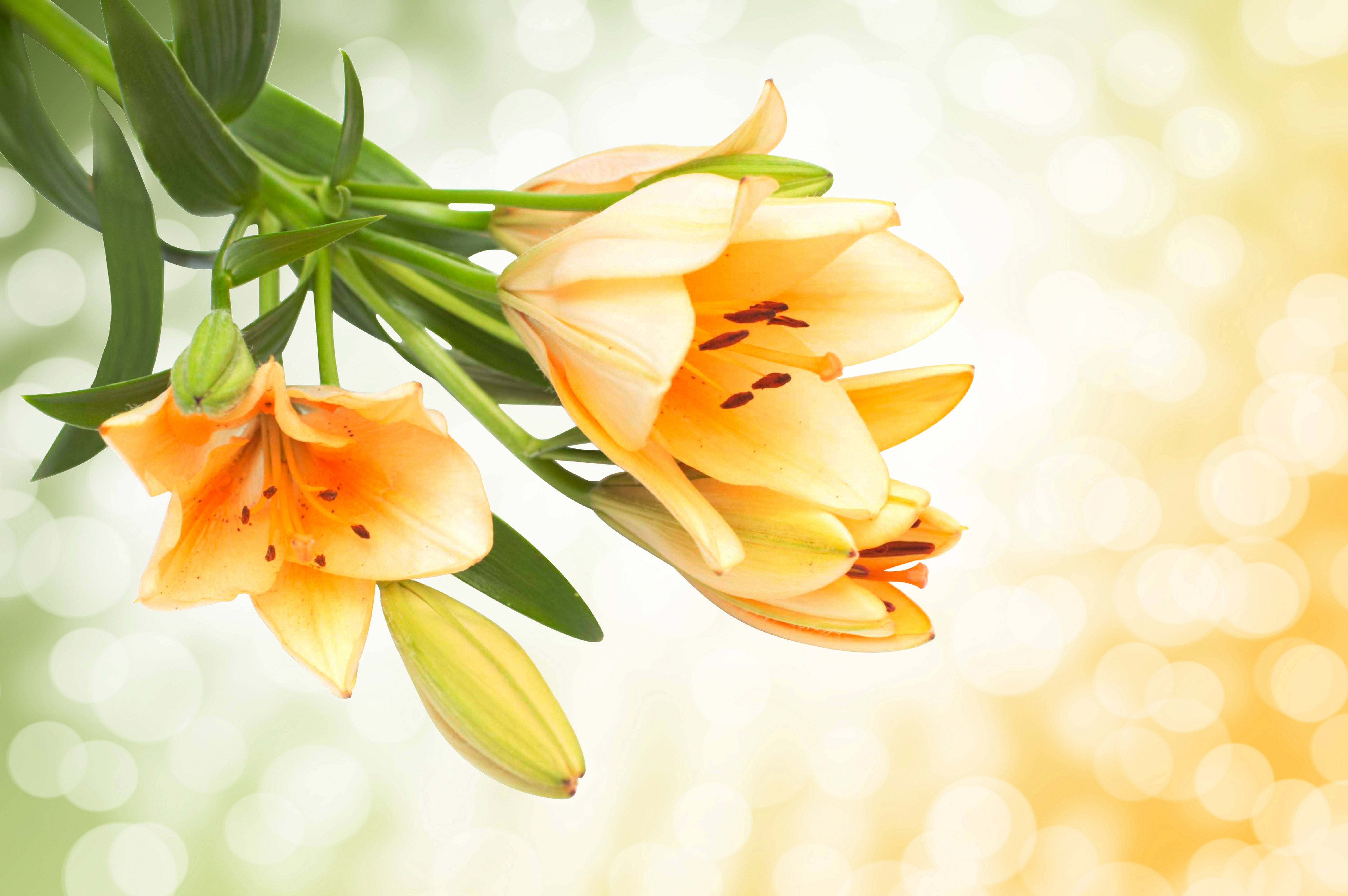 Yellow Lilies with Buds HD Wallpaper