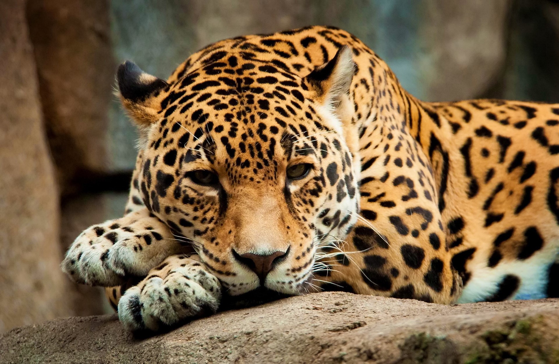Jaguar resting on a rock HD Wallpaper