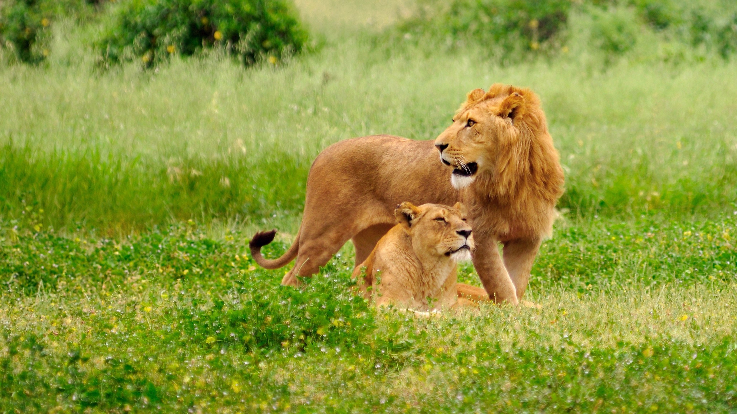 Male and female lions in a grassy field HD Wallpaper