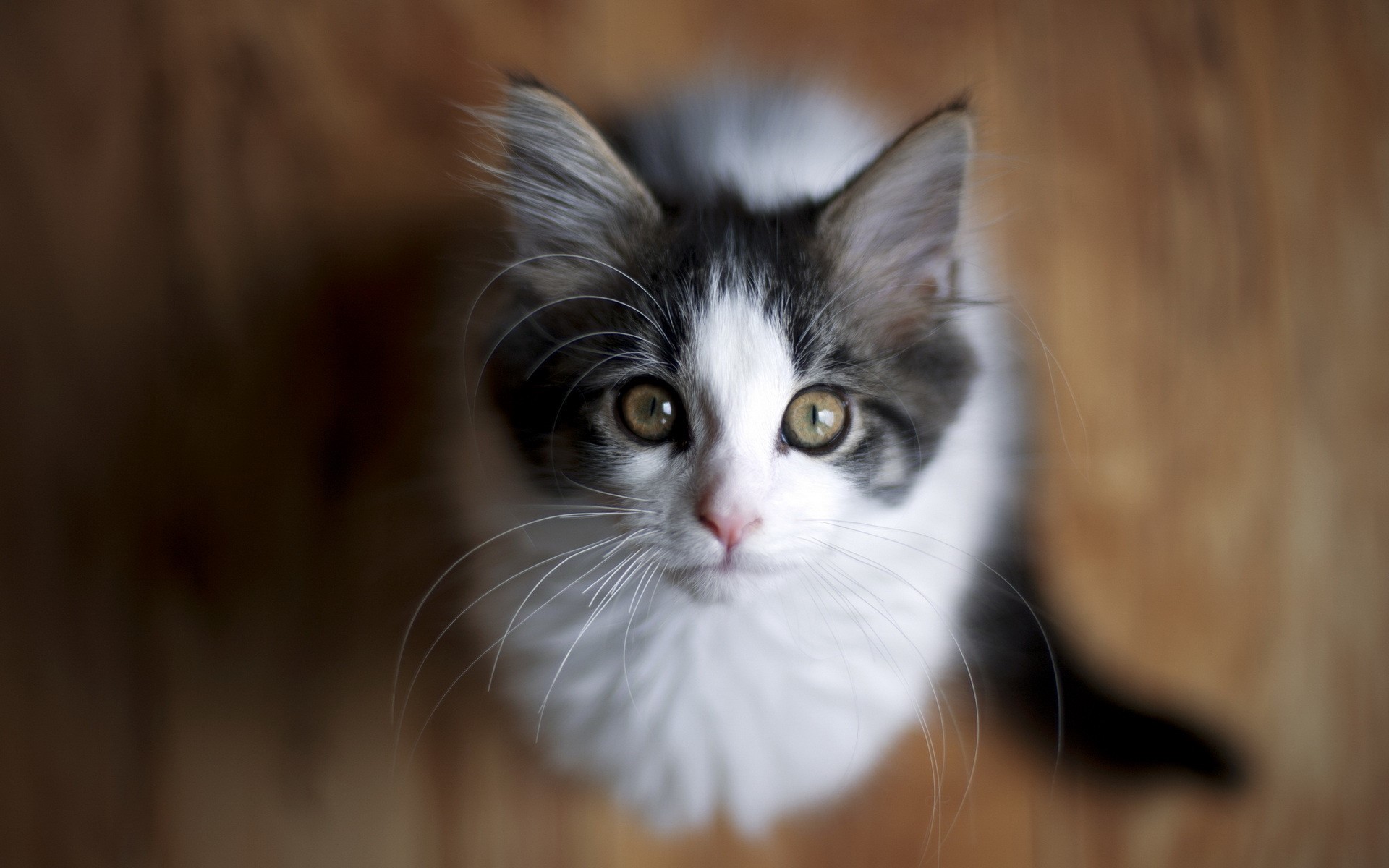 Kitten looking up HD Wallpaper