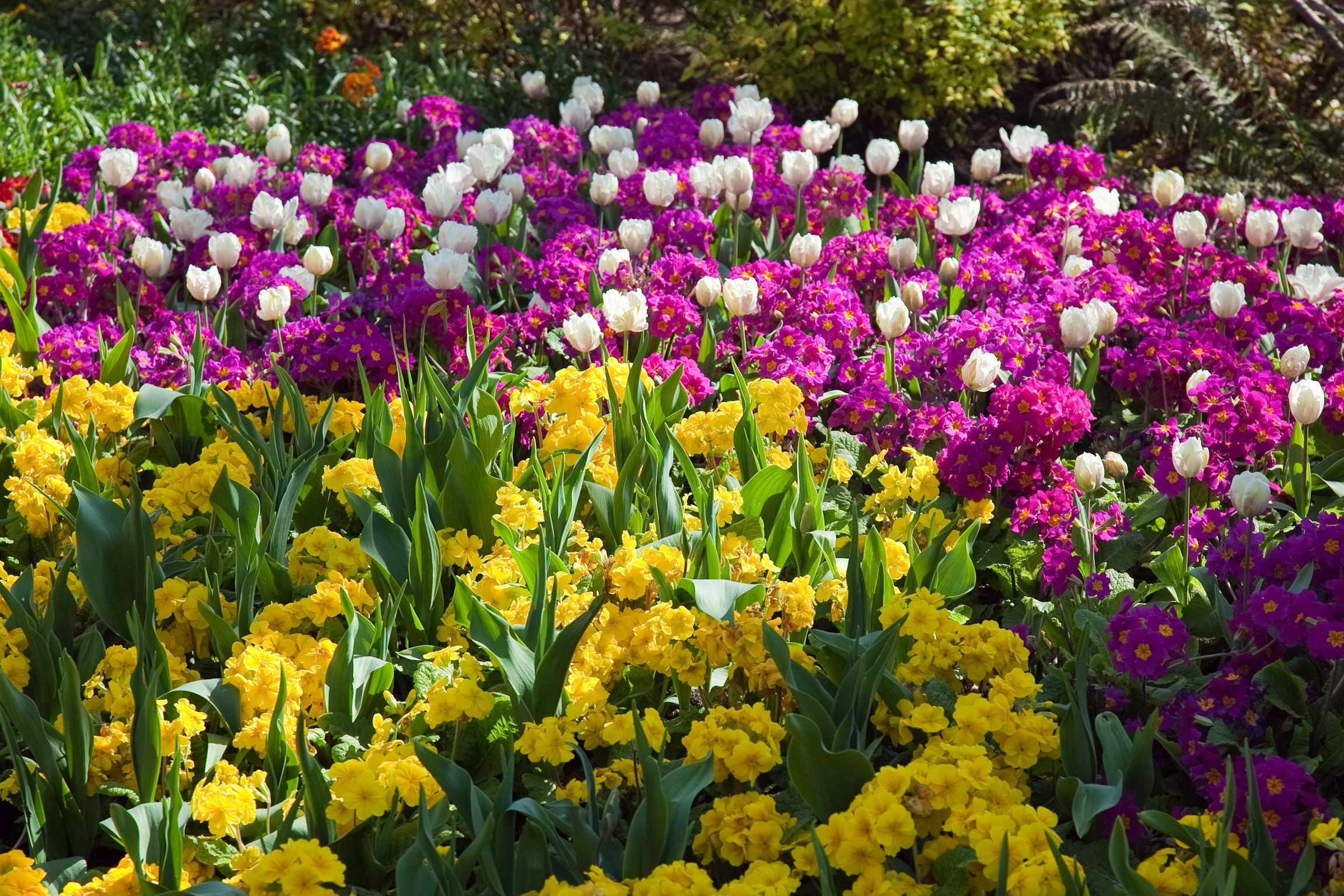 A bed of colorful spring flowers HD Wallpaper