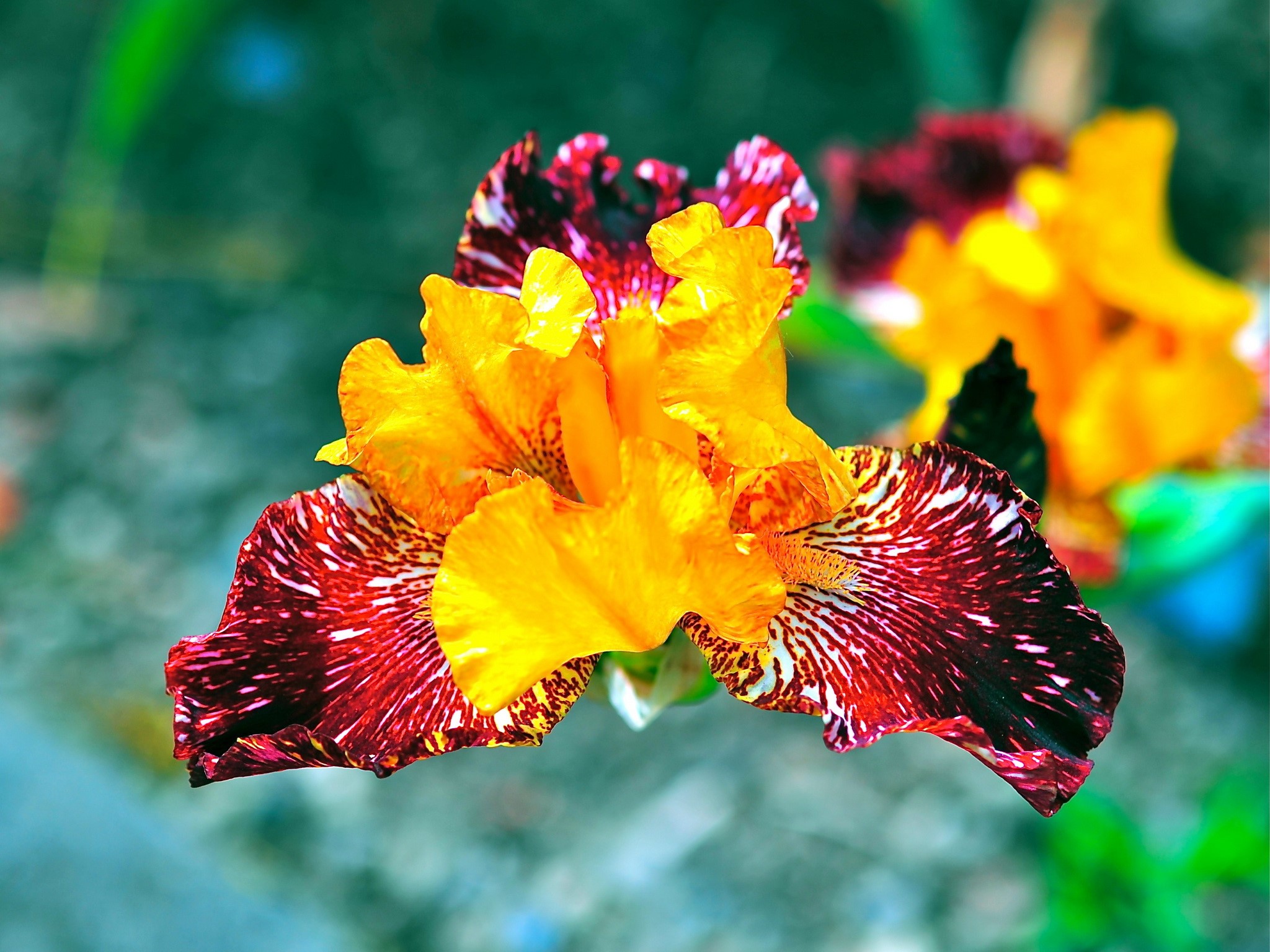Close-up of a bi-colored Iris flower HD Wallpaper