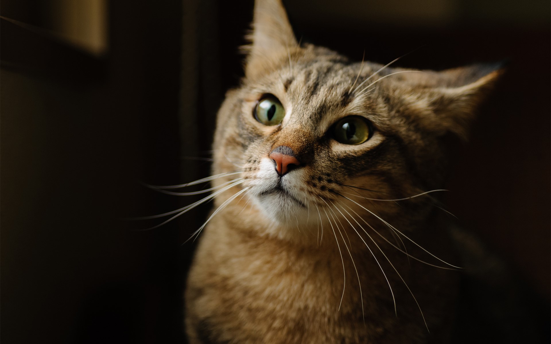 Close-up of a tabby cat's face HD Wallpaper