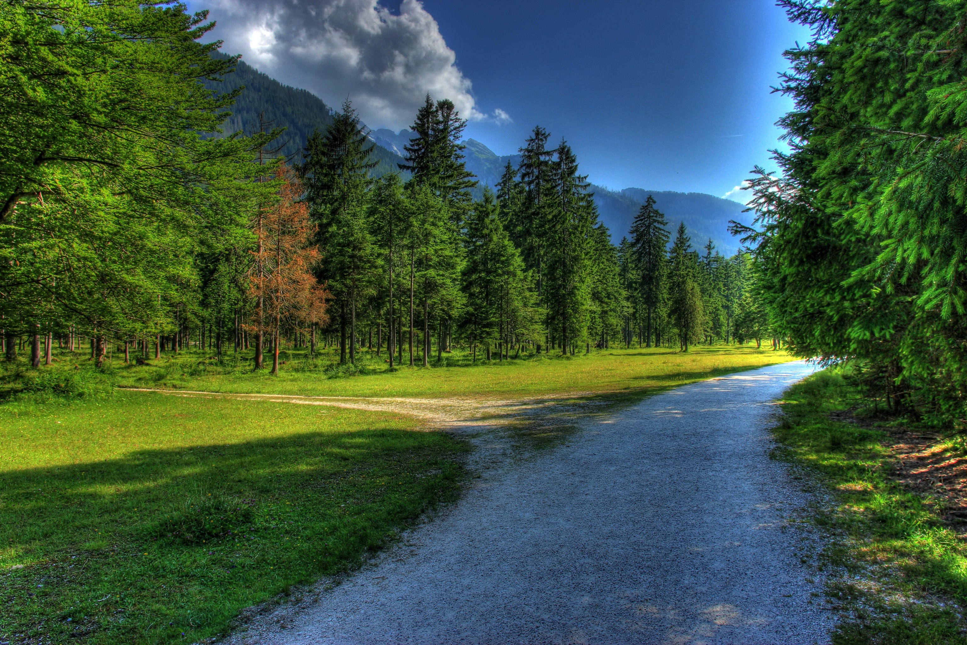 Gravel road through a forest with mountains in the background HD Wallpaper