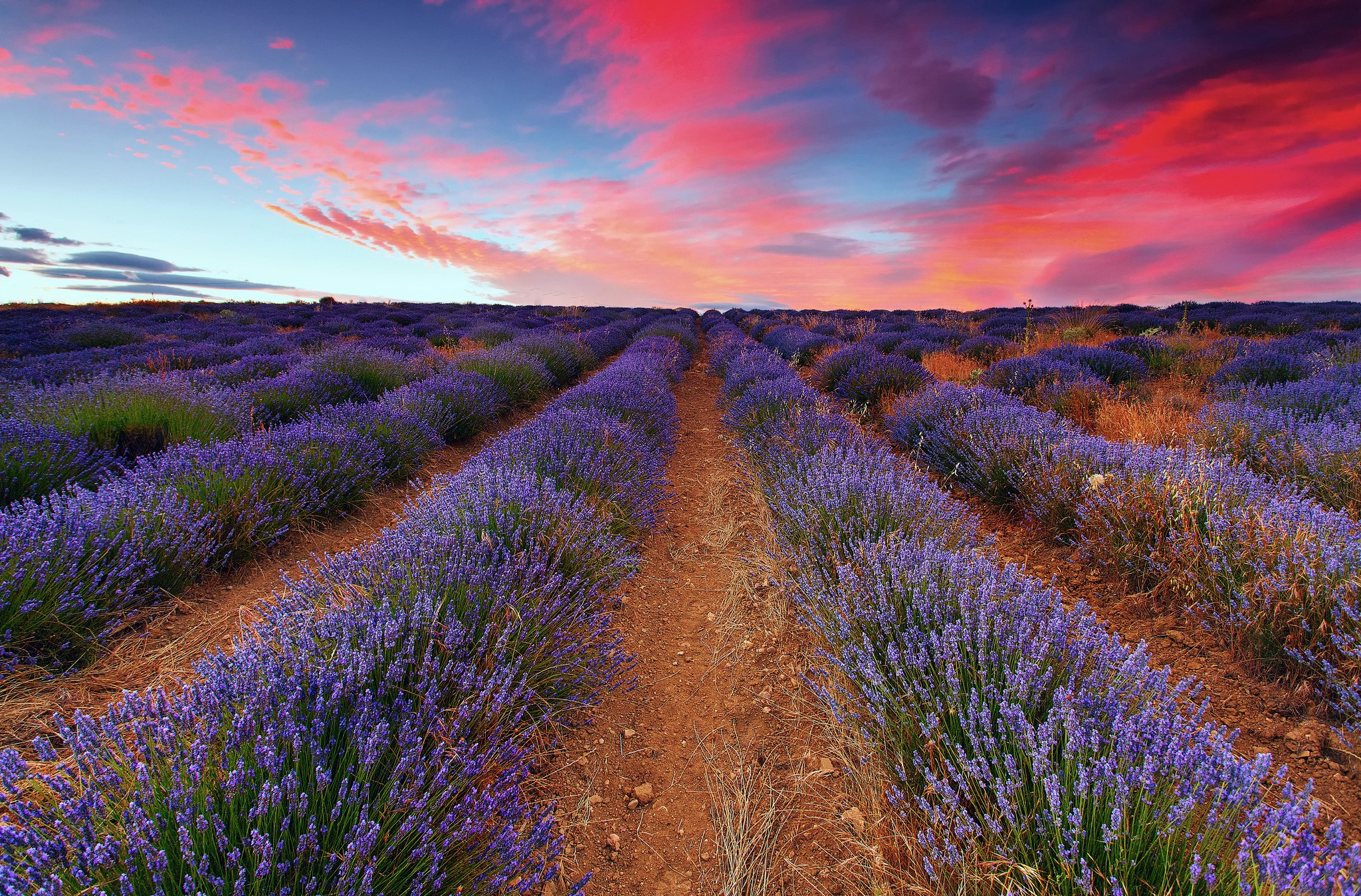 Lavender field at sunset HD Wallpaper
