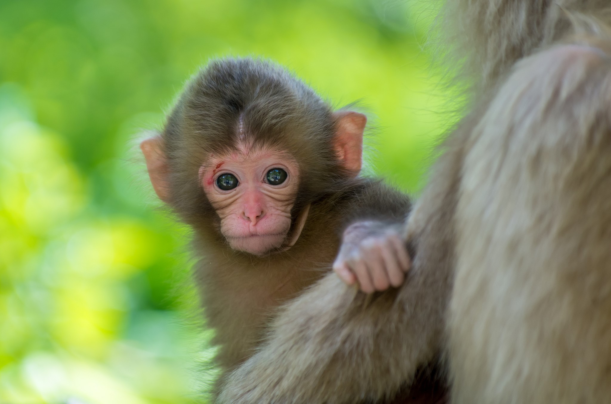 Baby monkey clinging to its mother HD Wallpaper