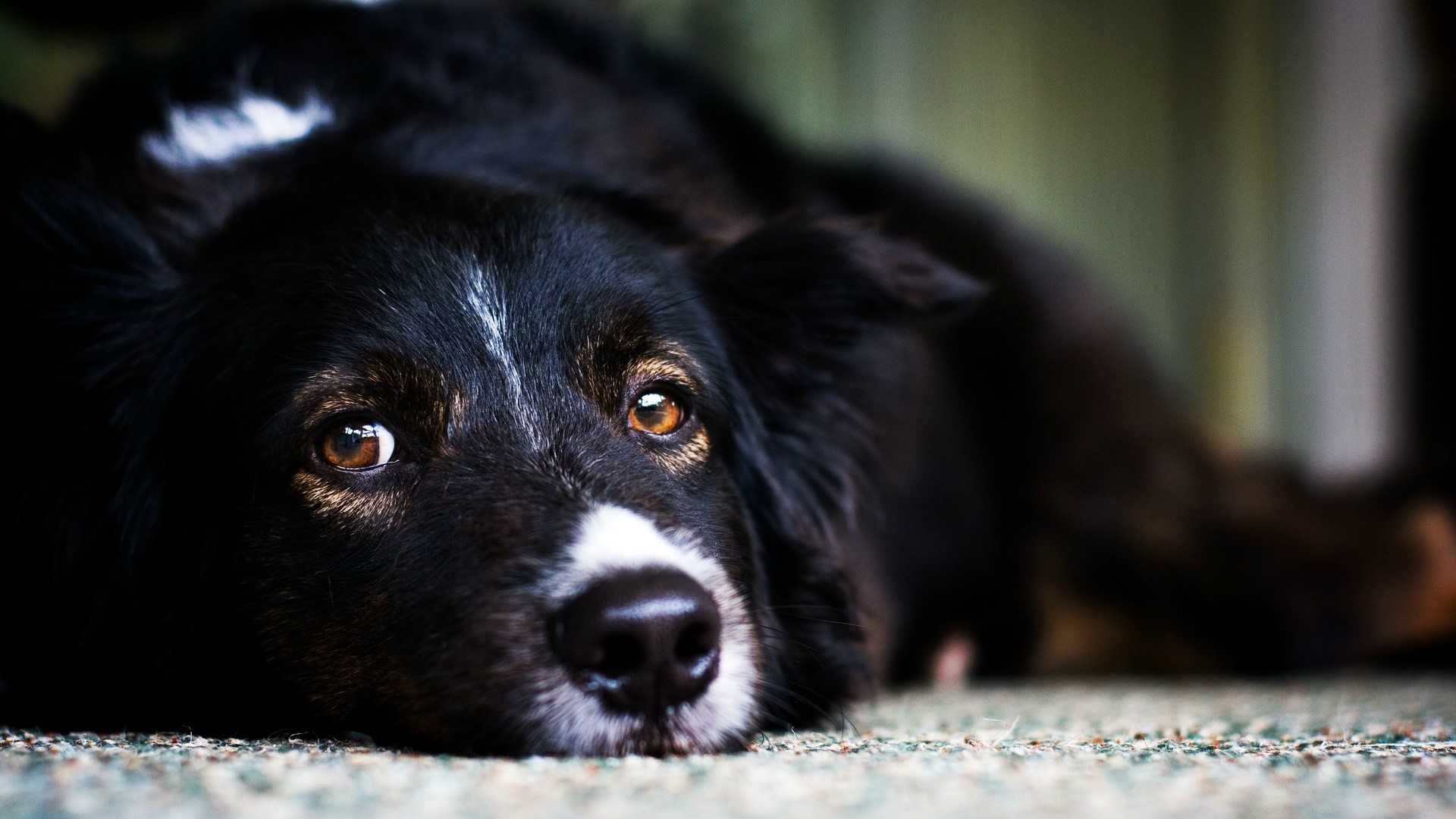 Black and white dog lying down HD Wallpaper