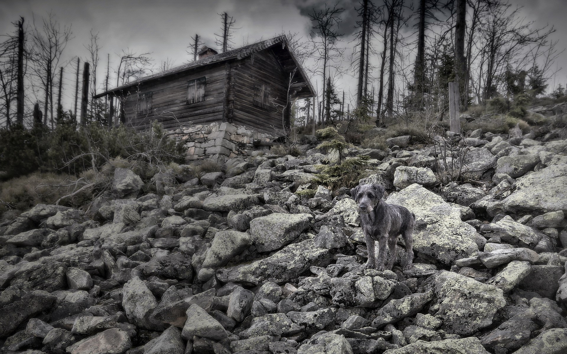 Dog standing on rocks near an old wooden house HD Wallpaper
