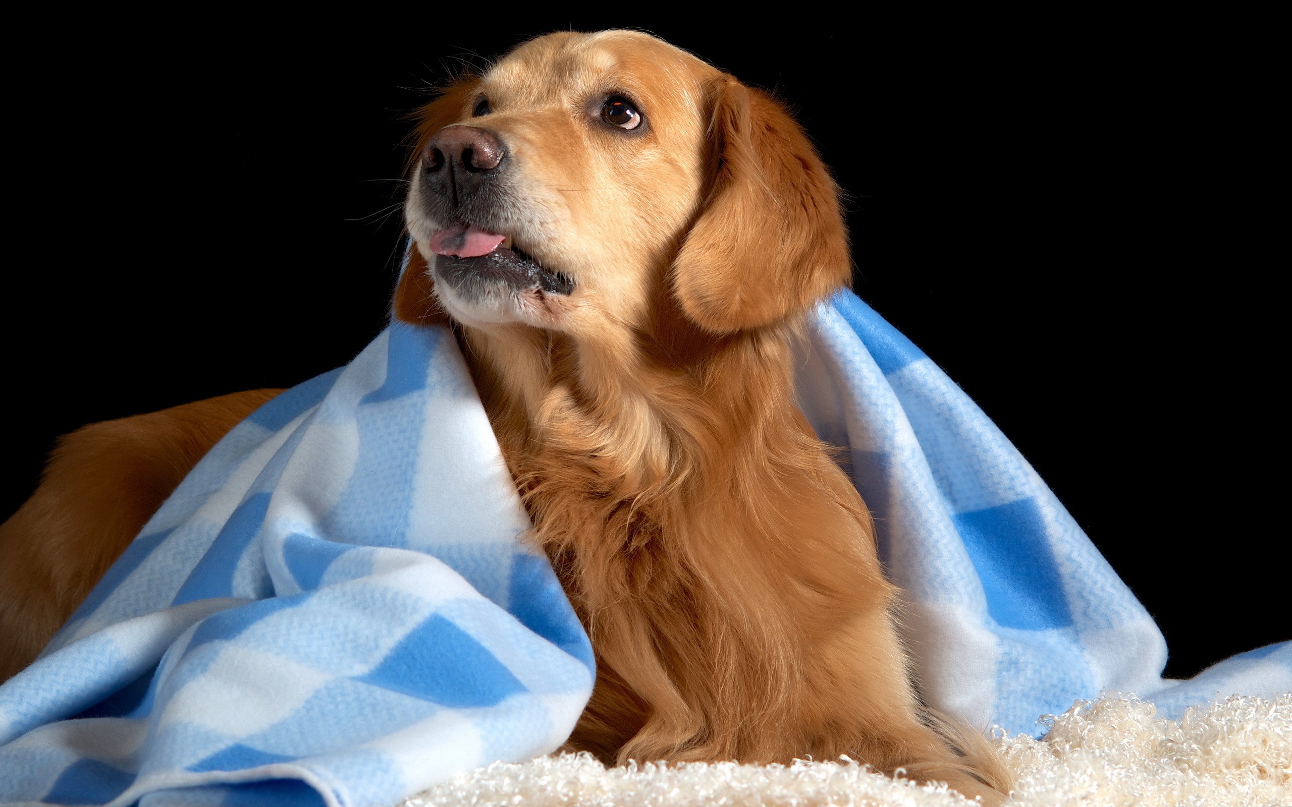 Golden Retriever dog wrapped in a blue and white blanket HD Wallpaper