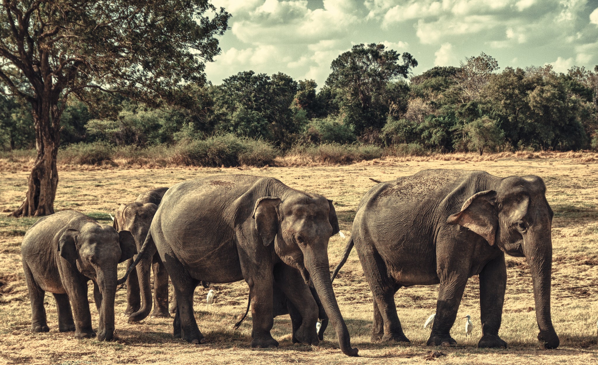 A herd of elephants walking in a dry field HD Wallpaper