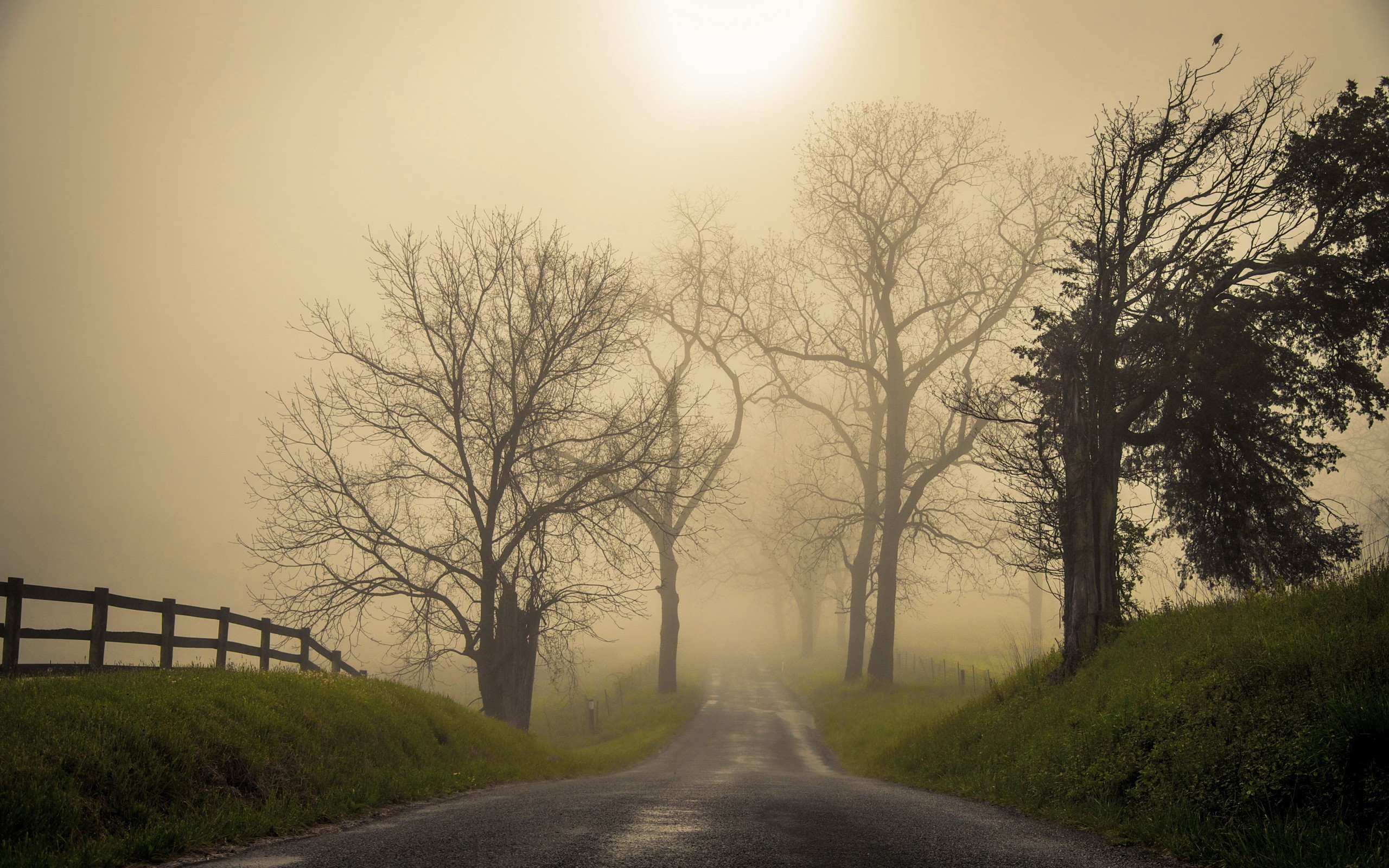 Road through fog with trees and fence HD Wallpaper