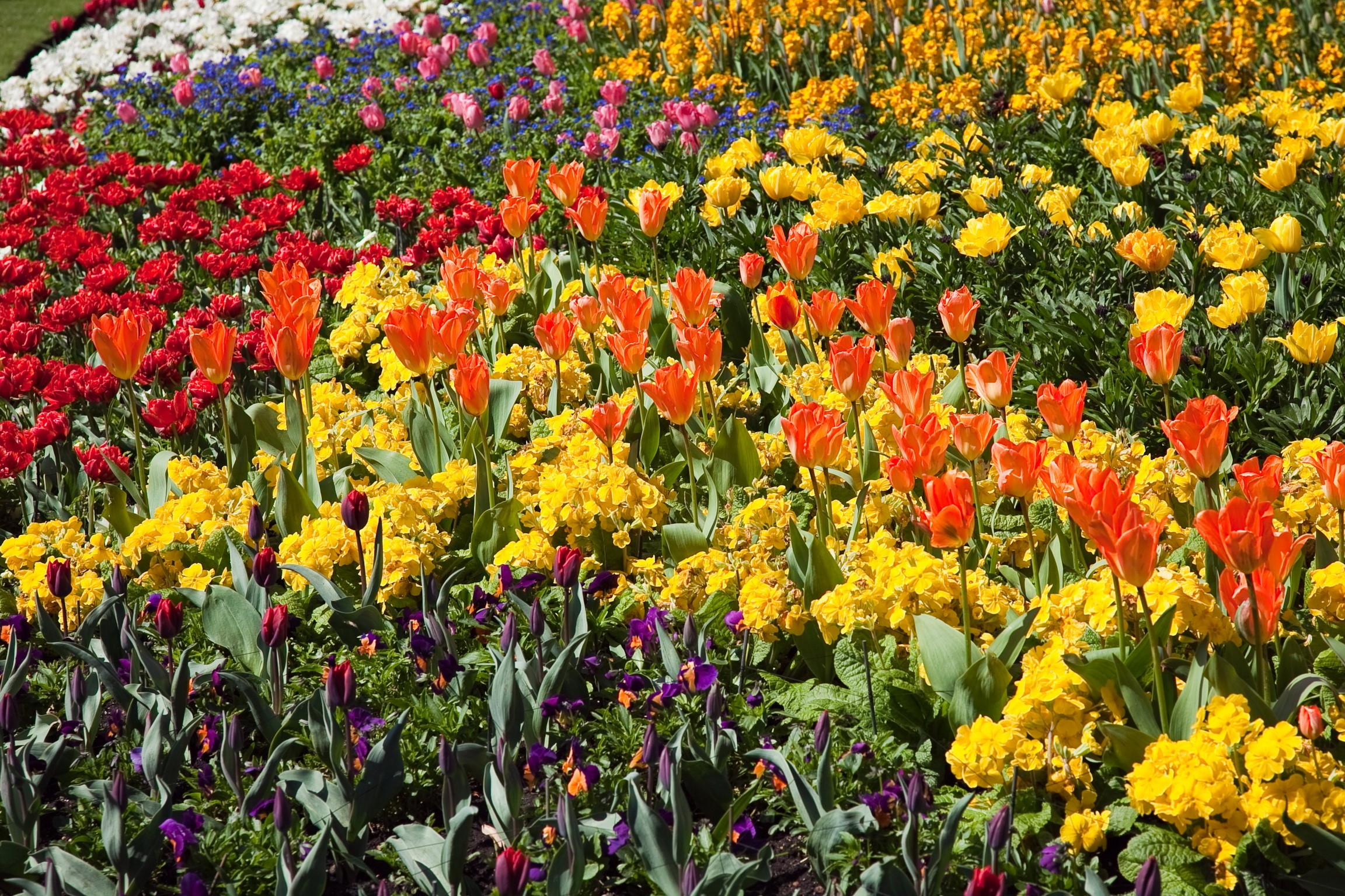 A colorful flower bed with tulips and other spring flowers HD Wallpaper