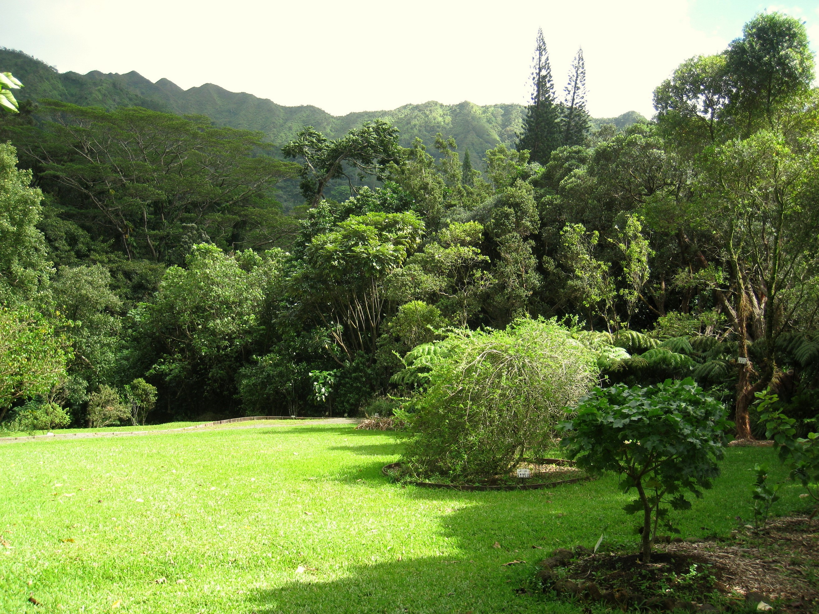 Lyon Arboretum Oahu Hawaii Grass Lawn HD Wallpaper